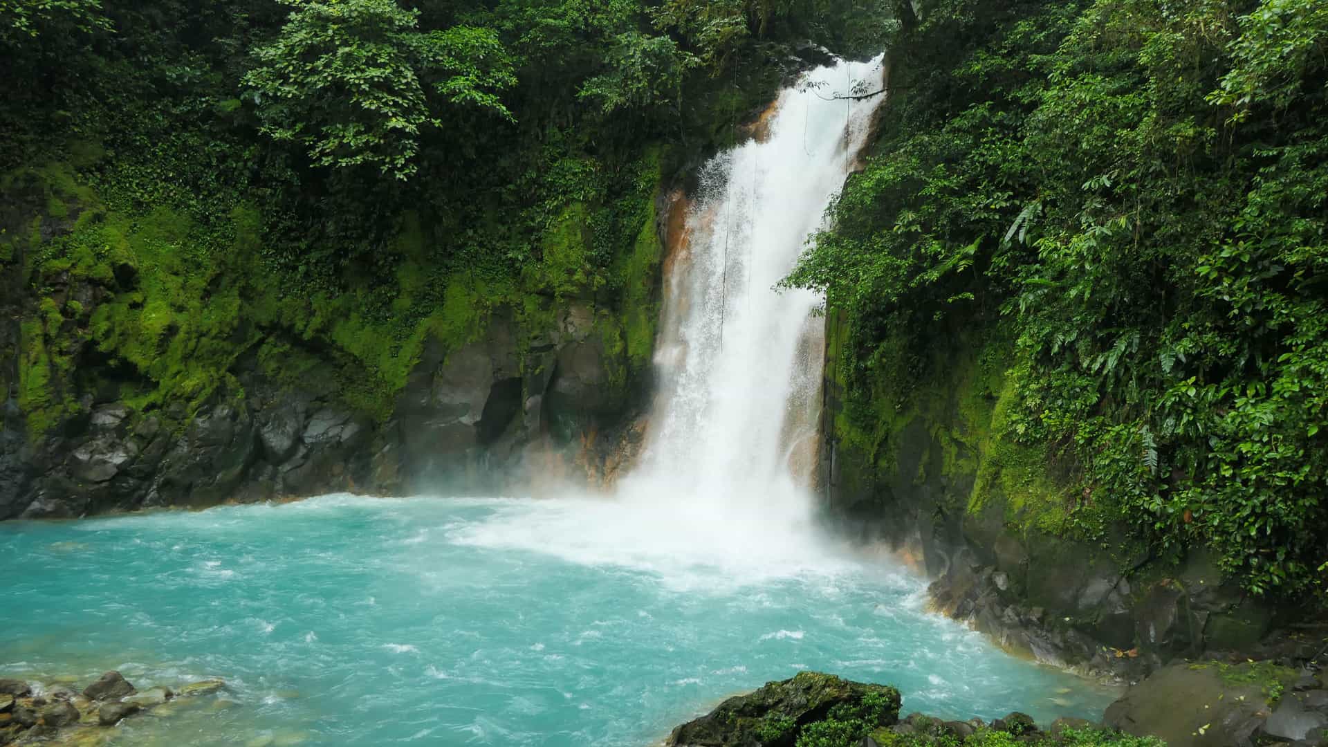 A beautiful close-up of the light blue, turquoise-colored waterfall at Rio Celeste in Costa Rica, a key natural attraction in the Caribbean region. The waterfall cascades powerfully over a rocky cliff and into a serene pool below. The surrounding rock walls are covered in lush, vibrant green moss and dense tropical foliage, contrasting with the brilliant color of the water. The image captures the unique and stunning natural beauty of Costa Rica's rainforest and waterways.