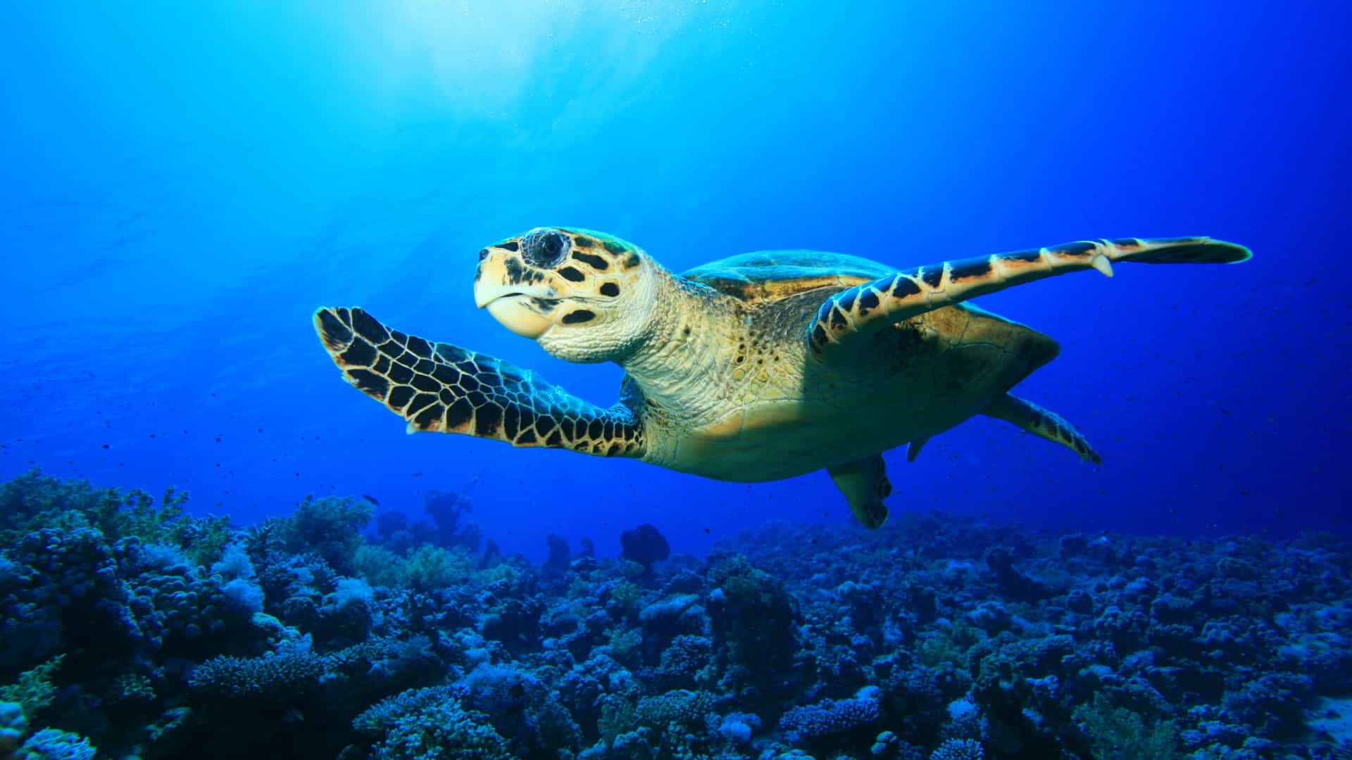 A serene underwater scene of a large sea turtle swimming gracefully above a vibrant coral reef in the Caribbean. The turtle's mottled shell and flippers are visible as it glides through the clear, brilliant turquoise water. The seafloor is a mix of white sand and a colorful coral reef with various shades of green, brown, and yellow coral. Sunbeams penetrate the water from above, creating a beautiful light effect and highlighting the rich marine biodiversity of the Caribbean region.