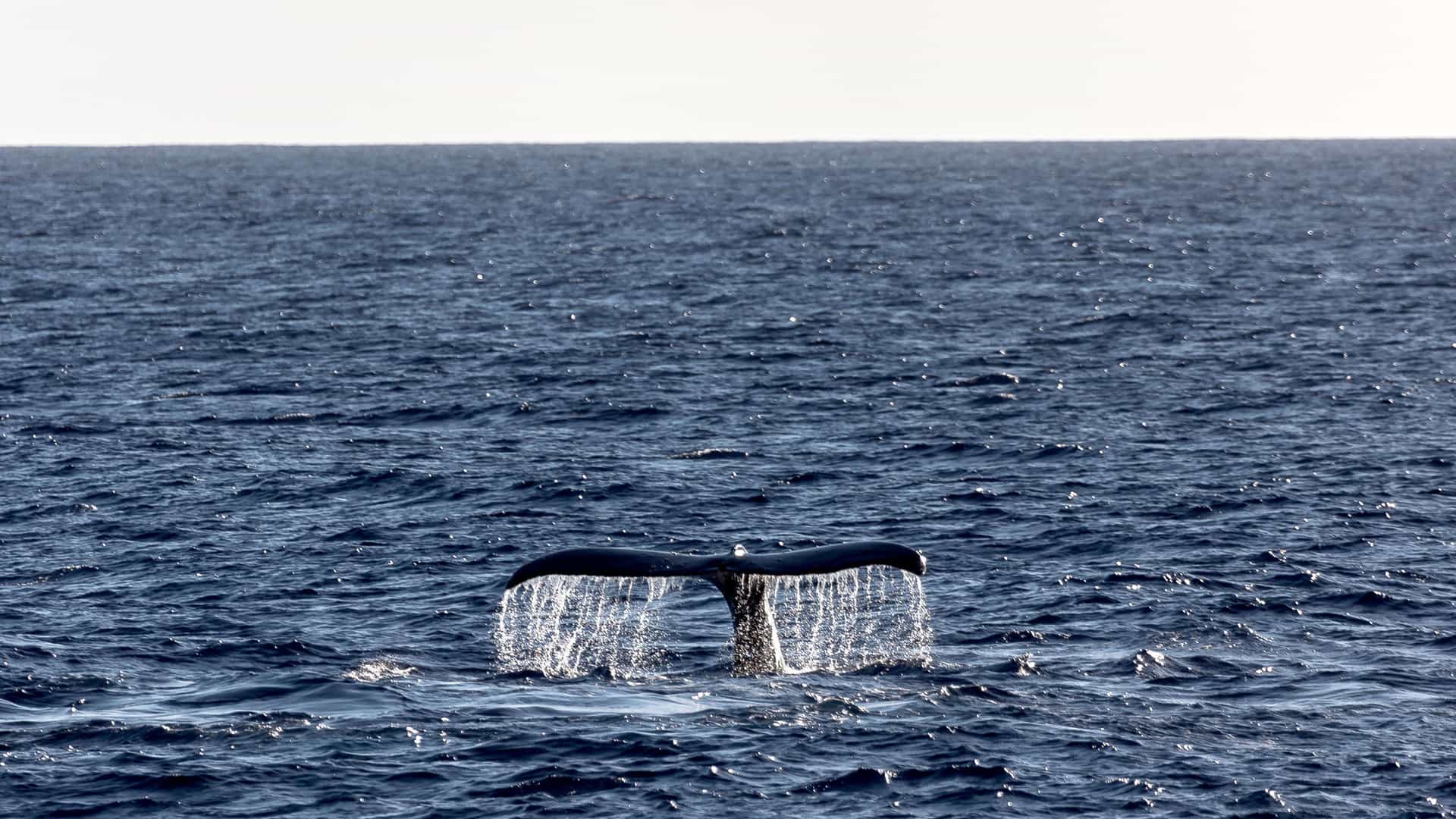 A large whale's tail, or fluke, rises from the deep blue waters off the coast of Maui, Hawaii. The tail is dark in color, with water streaming off of it, creating a delicate, lace-like pattern. The vast, textured ocean surface stretches to the horizon under a bright, clear sky. The image captures a classic whale-watching moment, highlighting the marine life found in the Hawaii region.
