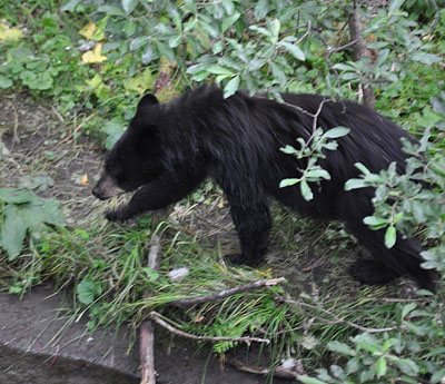 Bear in Alaska Bear in Alaska