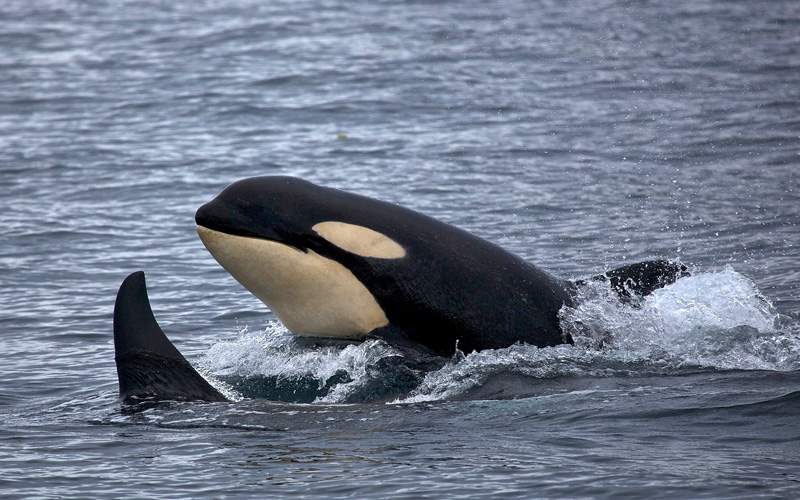 alaska cruise killer whales