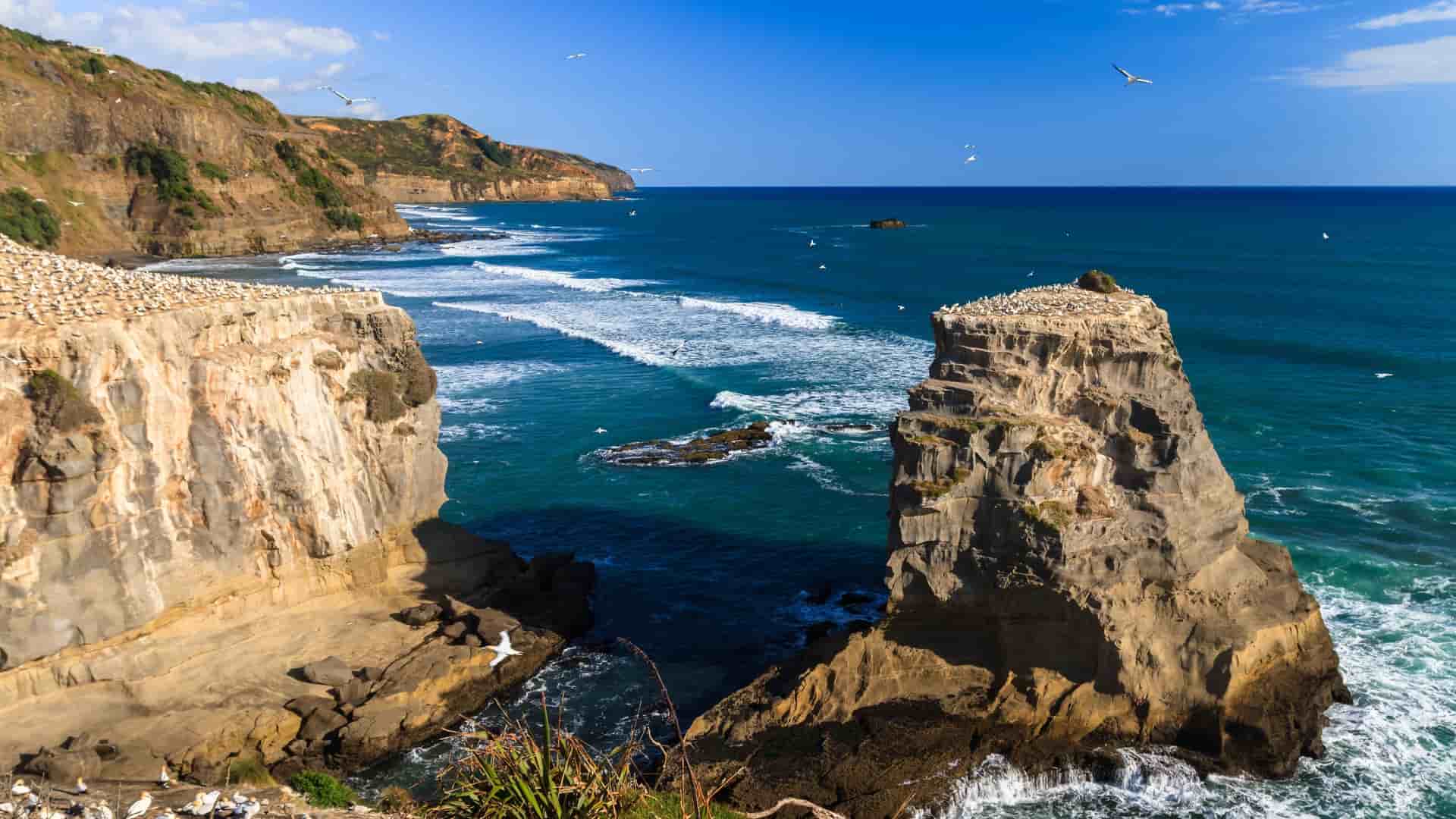 Stunning Muriwai Beach coastline near Auckland, New Zealand, featuring rugged cliffs, crashing waves, and gannet colonies.