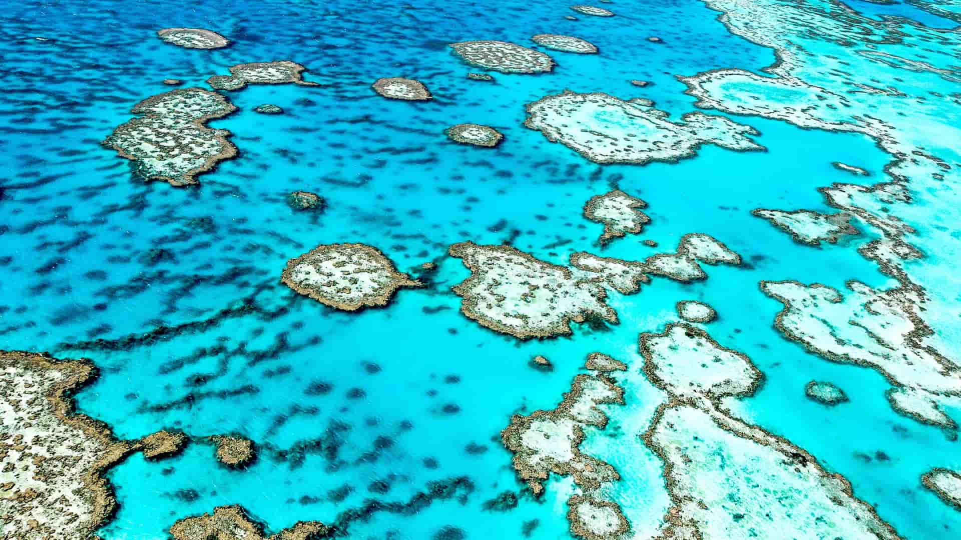 Aerial view of the Great Barrier Reef in Australia, showcasing coral formations and clear blue waters.