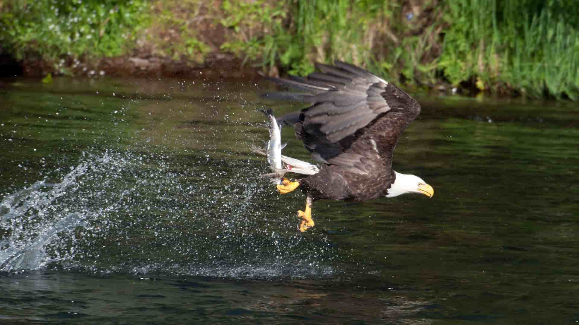 A bald eagle at Katmai National Park, Alaska, dramatically catches a salmon from the water, creating a splash.