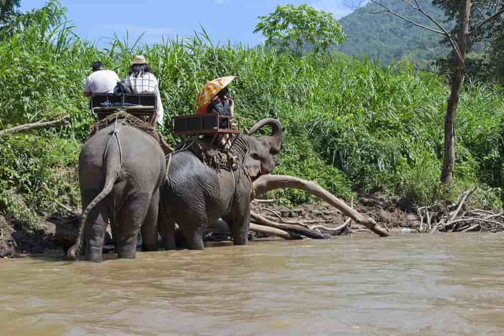 Elephants trekking through a scenic river in northern Thailand with mahouts riding them through lush jungle surroundings