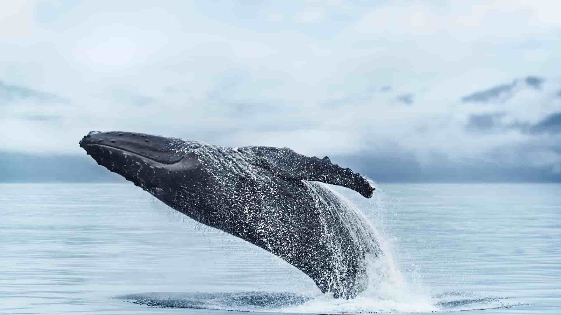 Humpback Whale breaching backwards in Alaska with a glacier in the background.