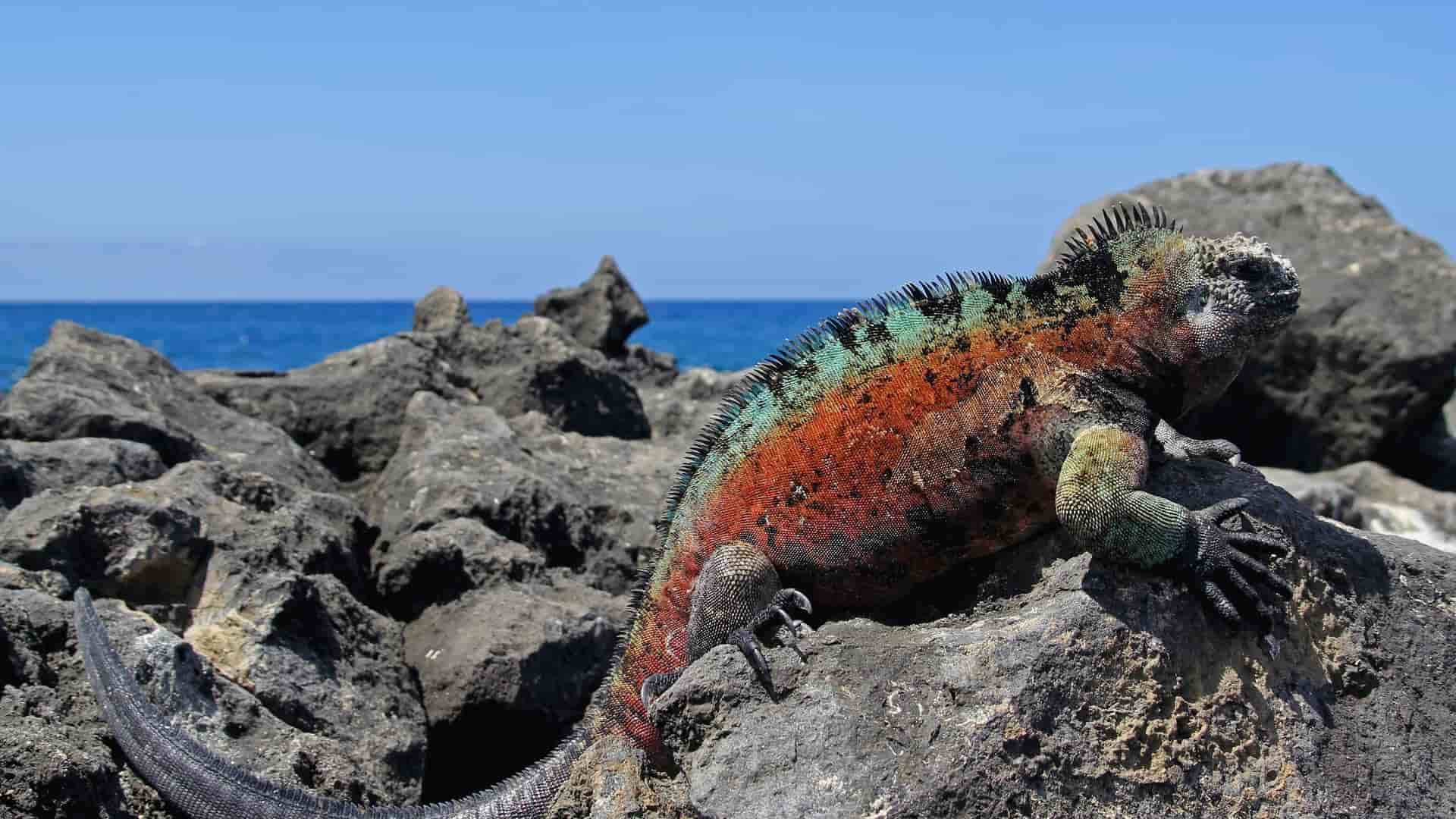 Galapagos land iguana on rocks.