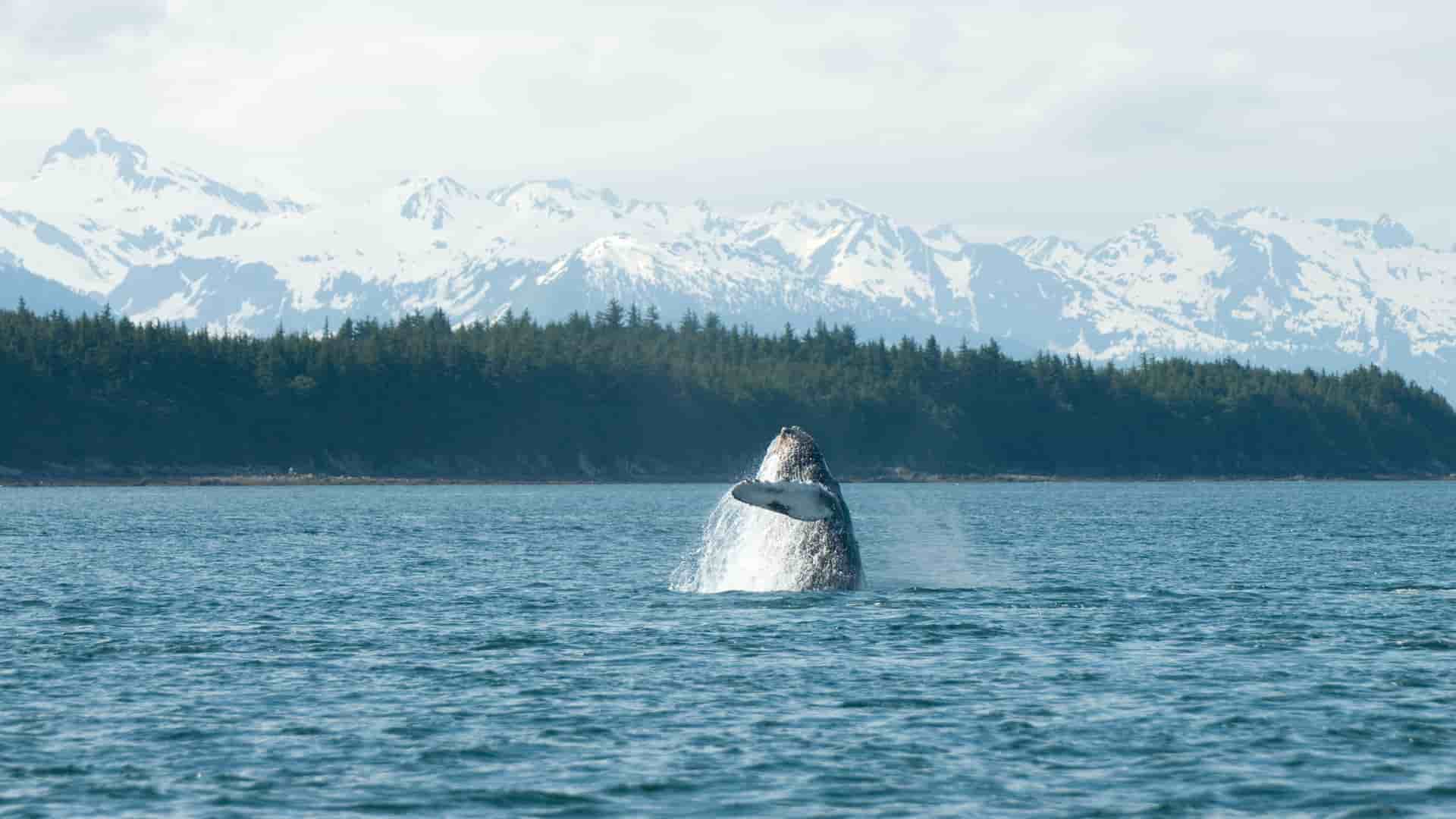 Mendenhall Glacier in Juneau.