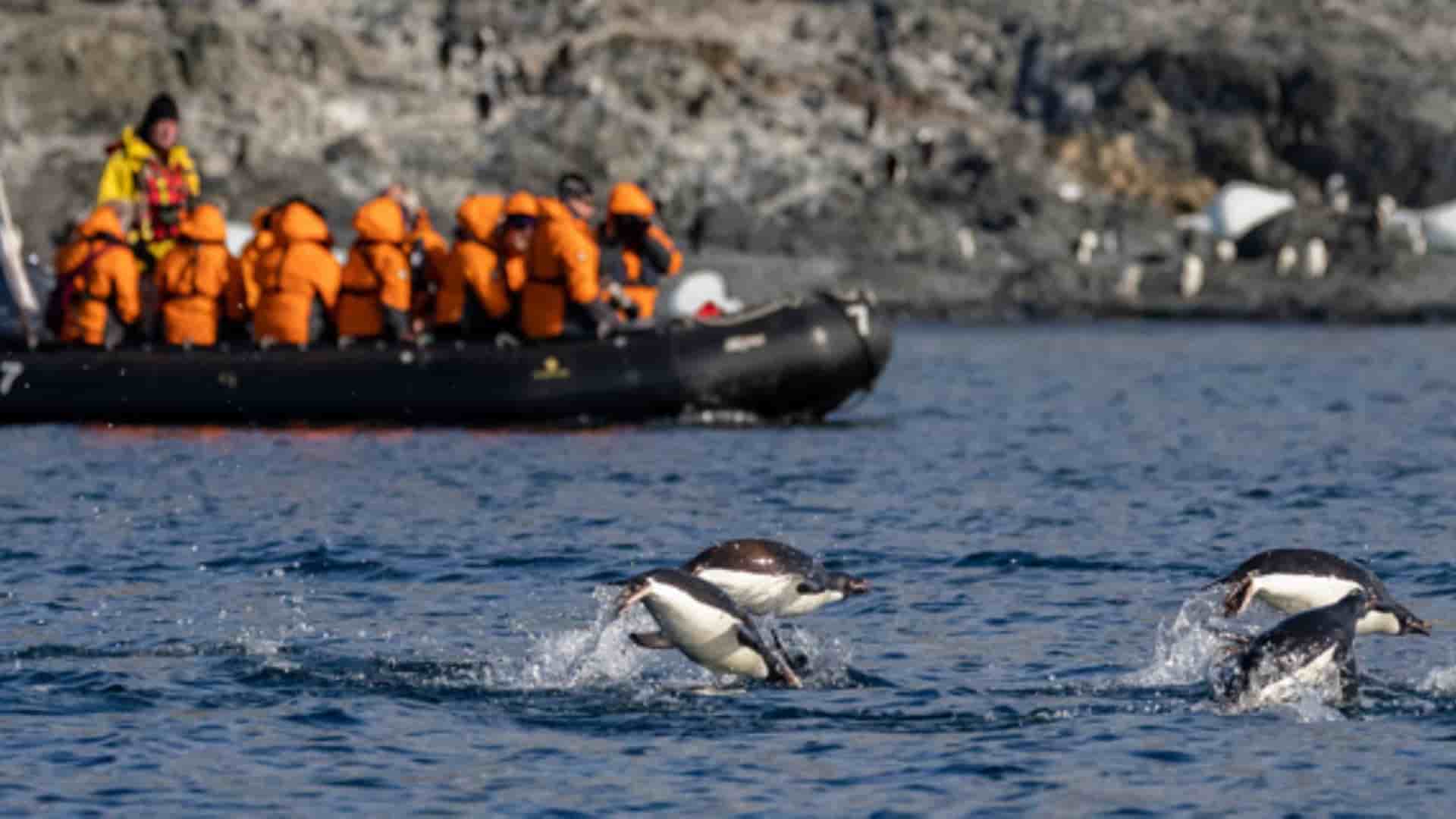 Penguins swimming across the shoreline, passing by a group of tourists on a zodiac.