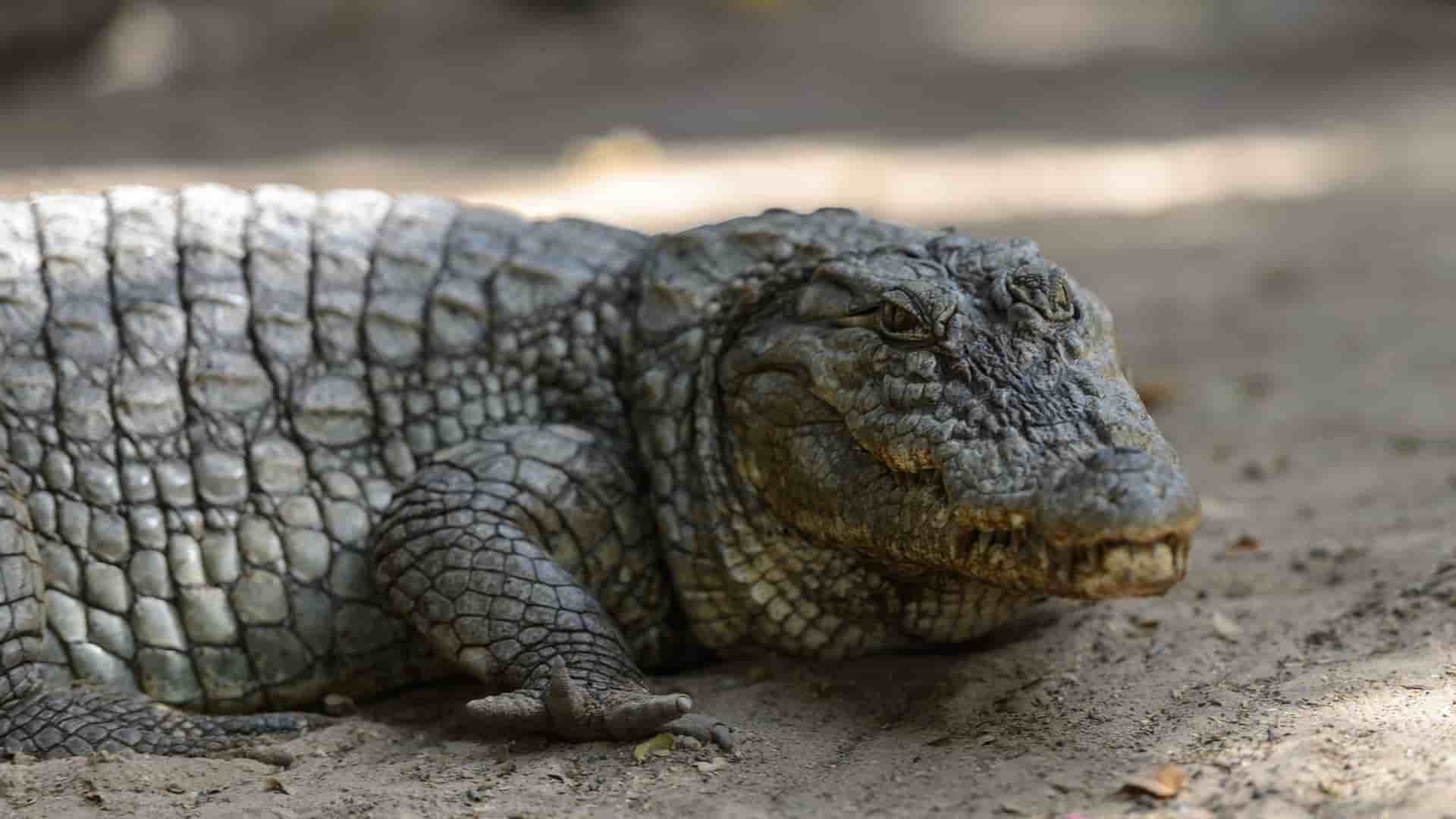 A close-up of a West African dwarf crocodile resting on sandy ground, with its scaly skin and sharp teeth in full view.