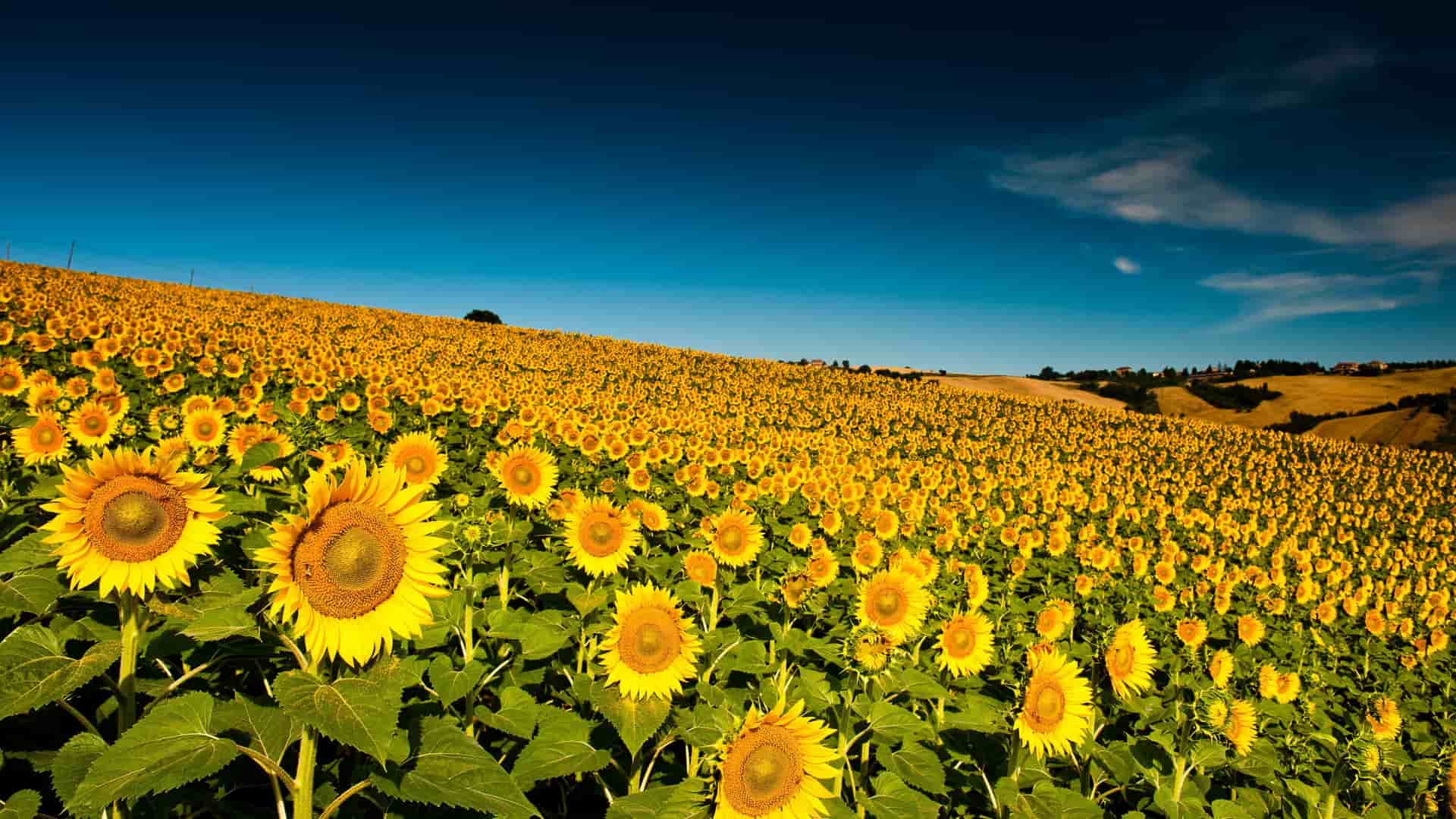 A beautiful landscape shot of a vast field of vibrant sunflowers under a clear blue sky, capturing the rural beauty of the Ancona region in Italy.