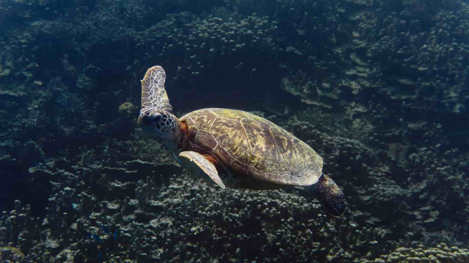 A sea turtle swims over the dark coral seabed in the clear waters near Apra Harbor, Guam.