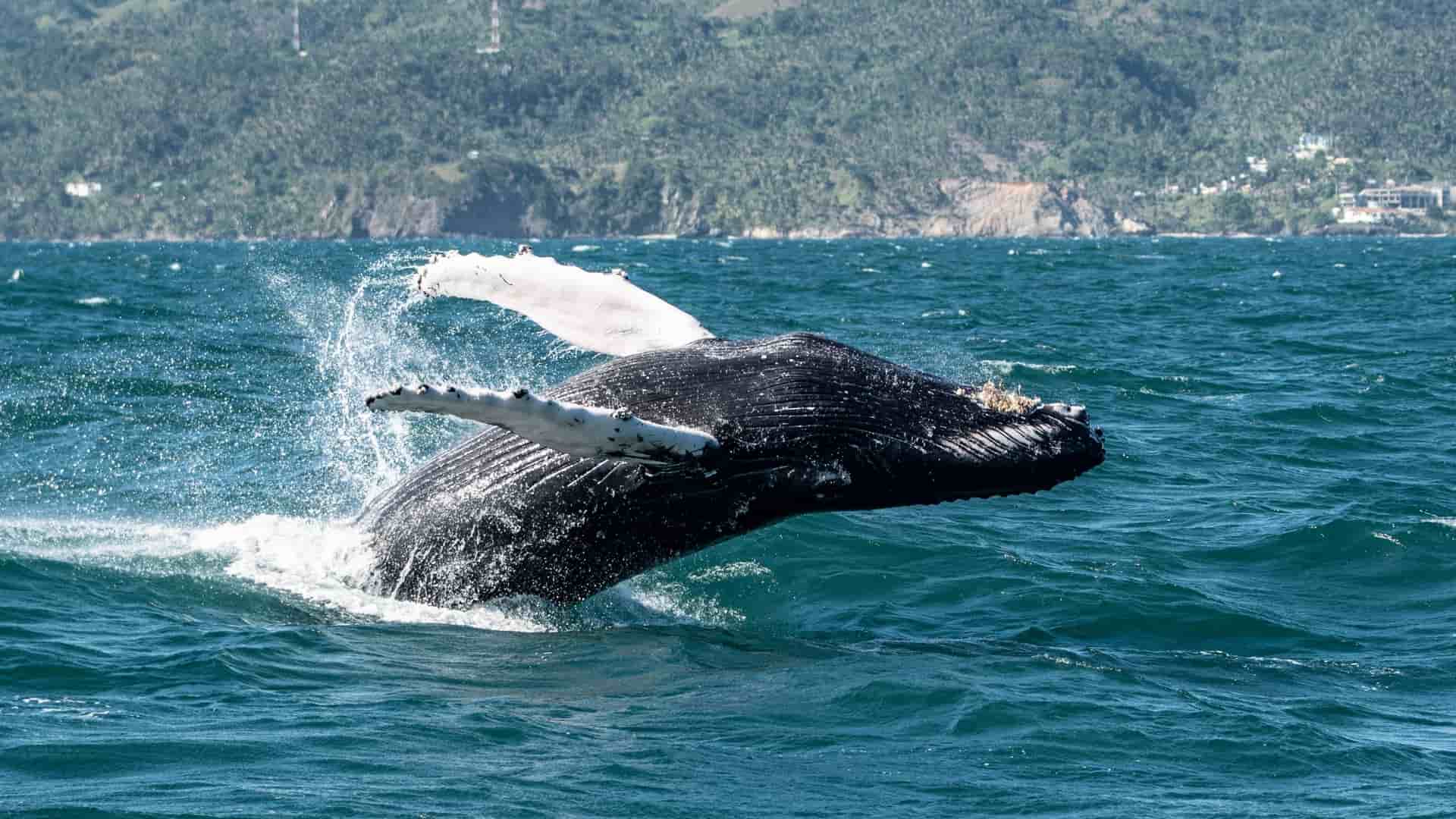 A stunning shot of a humpback whale breaching the surface of the ocean, with its large black body and white flippers visible against the deep blue water and a forested shoreline in the background.