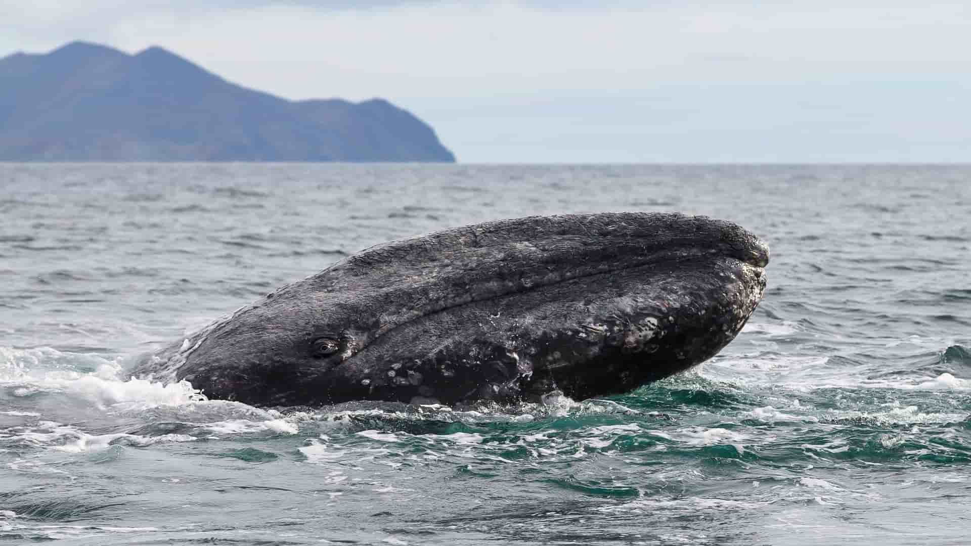 A large gray whale emerges from the choppy waters of the Bering Sea, with a distant, misty mountain visible on the horizon under an overcast sky.