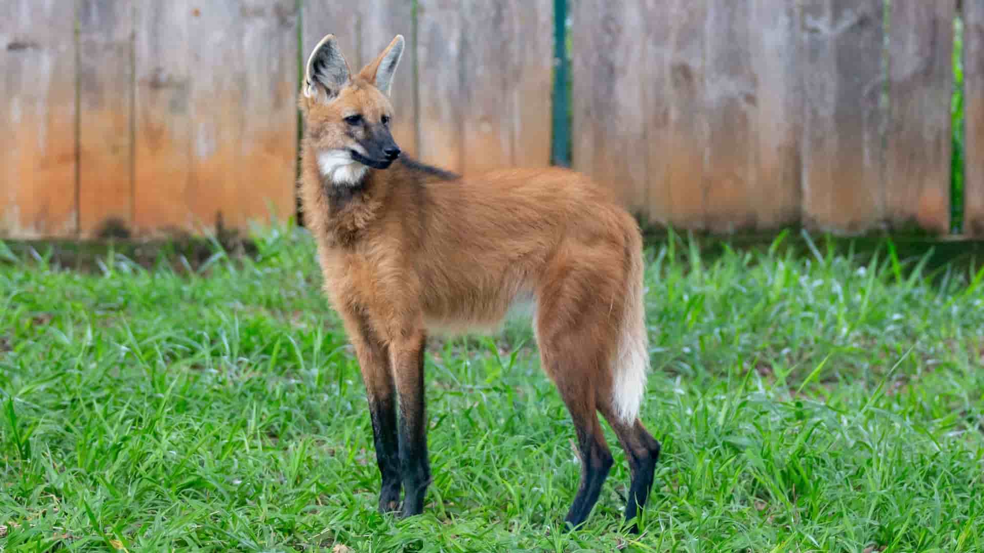 The image shows a unique maned wolf standing on green grass with a wooden fence background.