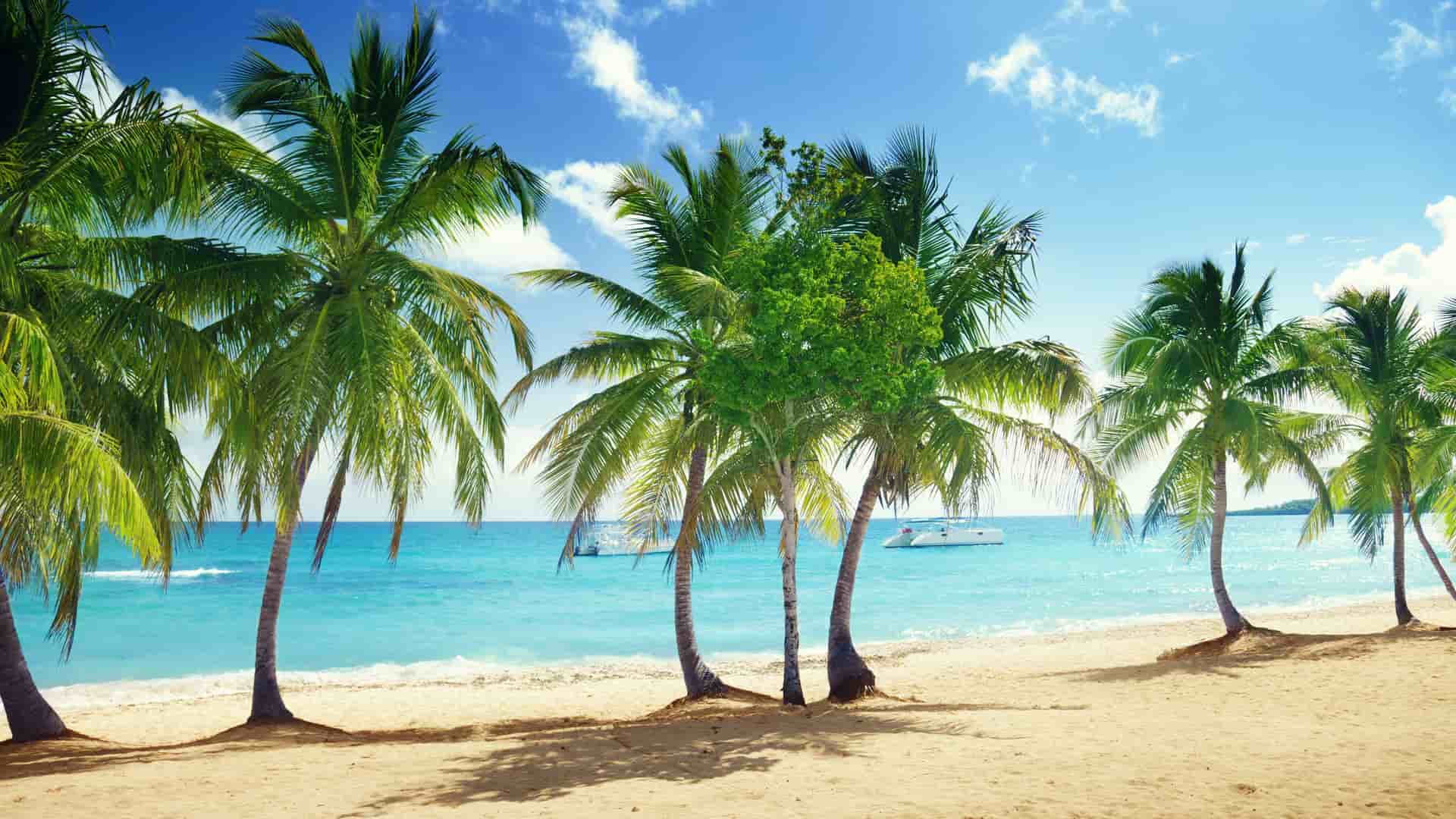 A scenic view of Catalina Island, Dominican Republic, with a pristine sandy beach lined with palm trees and the calm turquoise waters of the Caribbean Sea in the background.