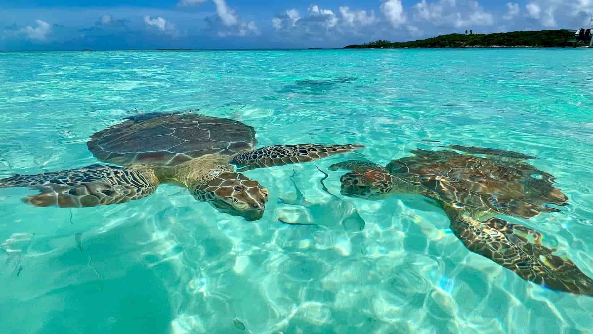 A stunning underwater view of two sea turtles swimming gracefully in the crystal-clear turquoise waters of the Bahamas, with a small island visible in the background.