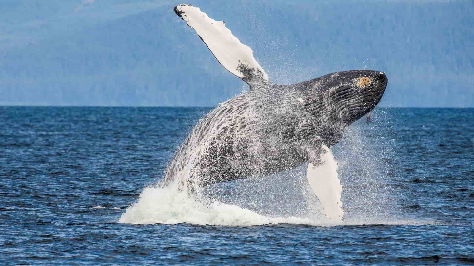 A humpback whale is breaching high out of the water in Chatham Strait, Alaska, with a background of calm blue water and distant forested mountains.