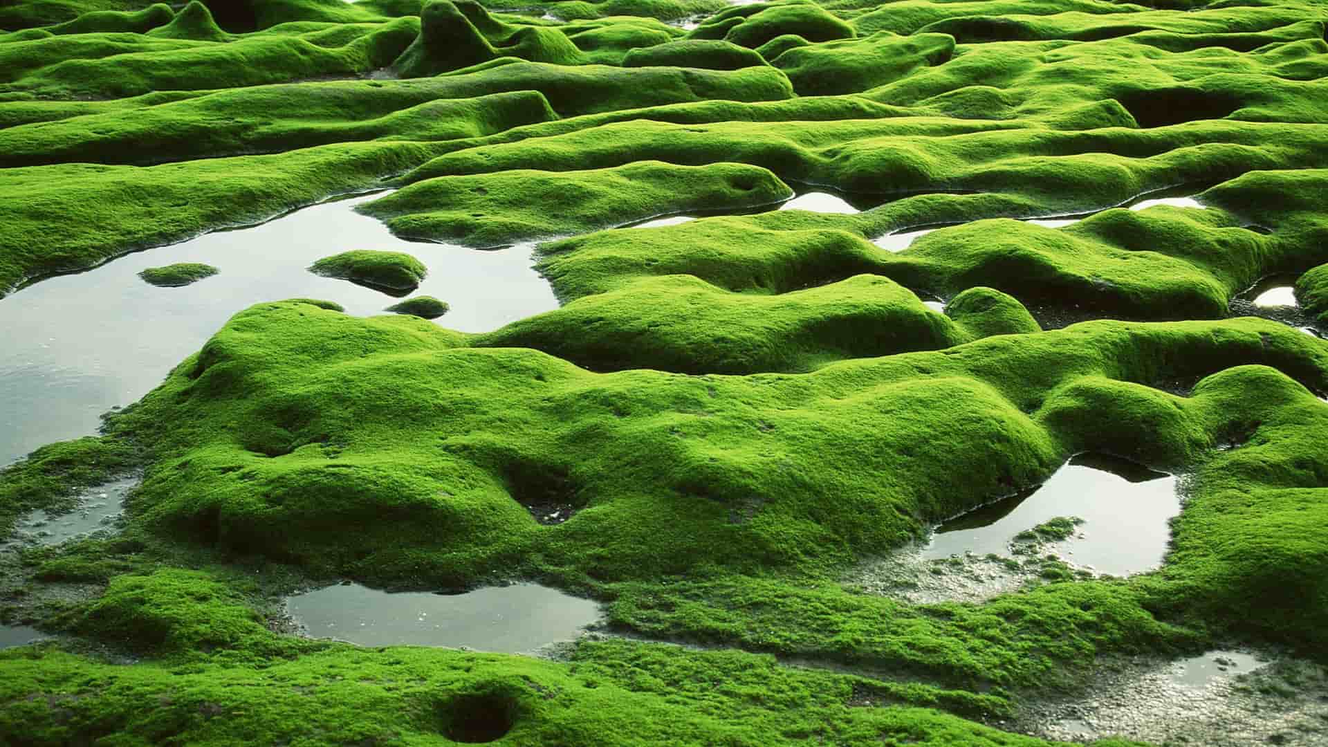 A vibrant green landscape of moss-covered volcanic rocks and tidal pools on Jeju Island, South Korea.
