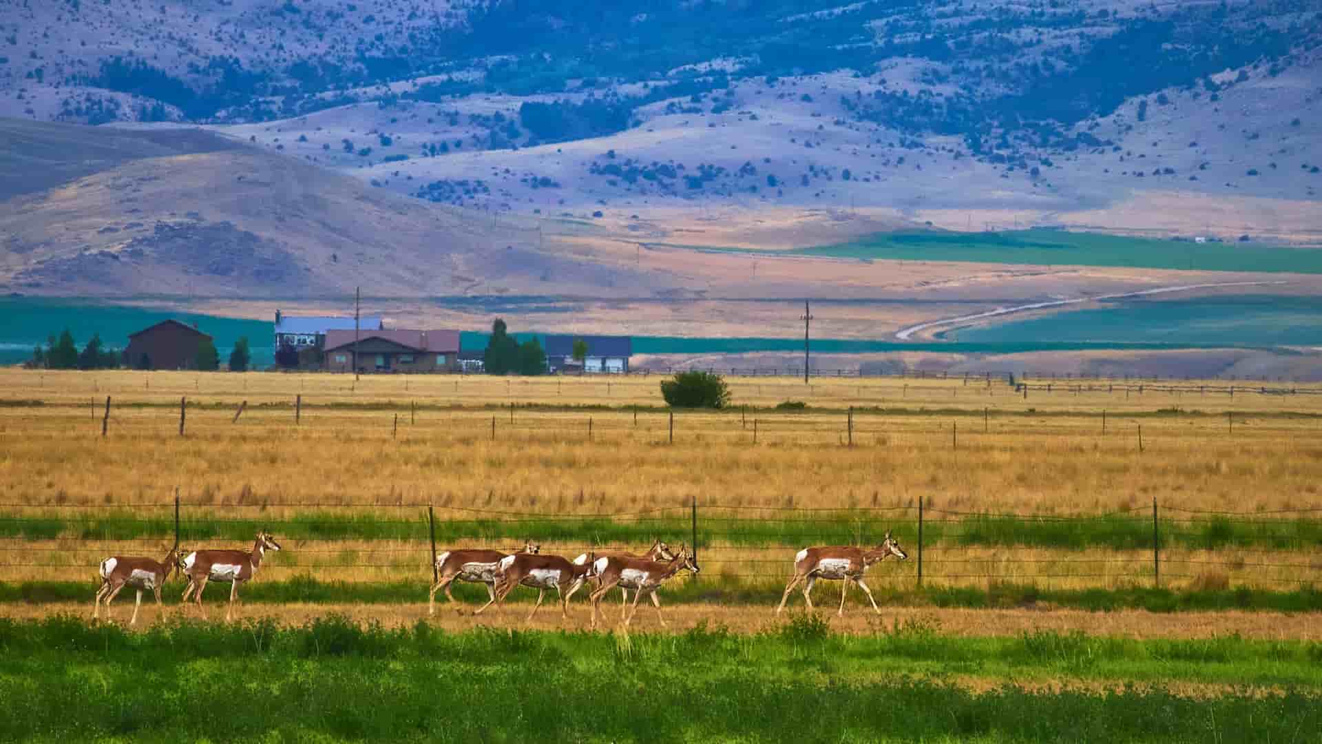 A group of Pronghorn animals walks in a line across a grassy, fenced-in field in Clearmont, Wyoming, with a few distant houses and rolling, low-lying hills in the background.
