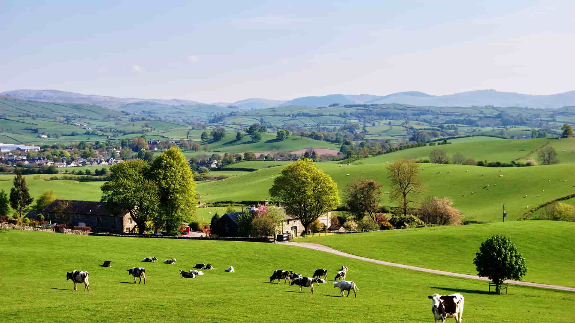 "A beautiful rural landscape of rolling green hills and pastures with a small group of black and white cows grazing in the foreground, with distant houses and hills under a clear blue sky in Cowes, England.  "