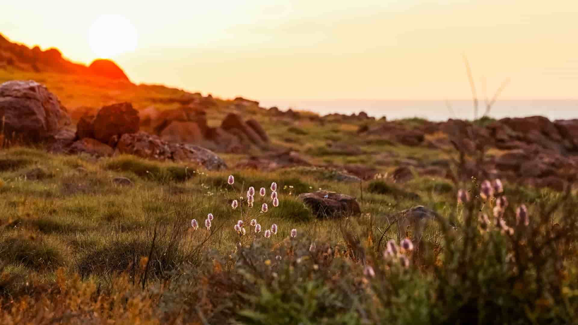 A tranquil sunset over the Dampier Archipelago, Western Australia, highlighting small wildflowers and rocky terrain against the horizon and ocean.