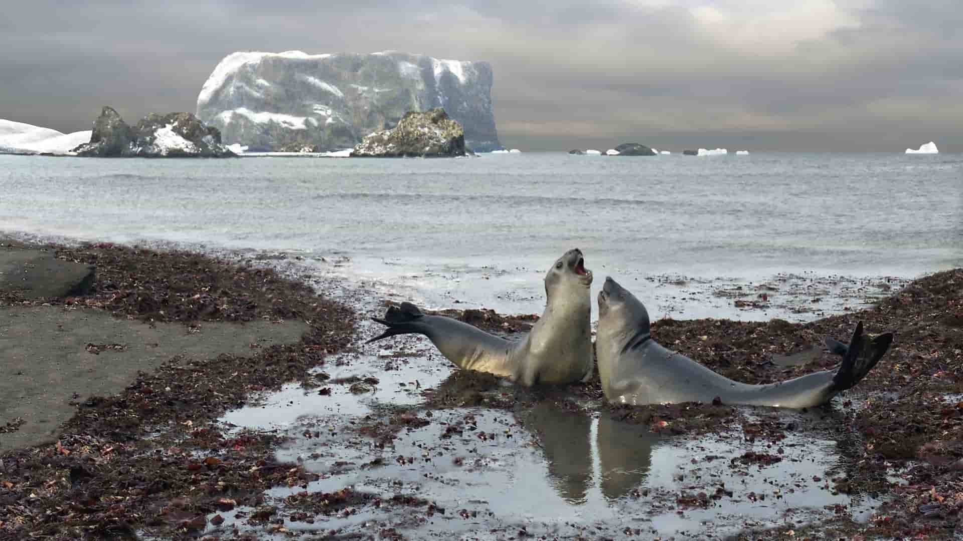 Two young elephant seals playing in a small pool of water on a beach covered in seaweed, with icebergs and a dramatic cloudy sky in the background of Drake Passage.