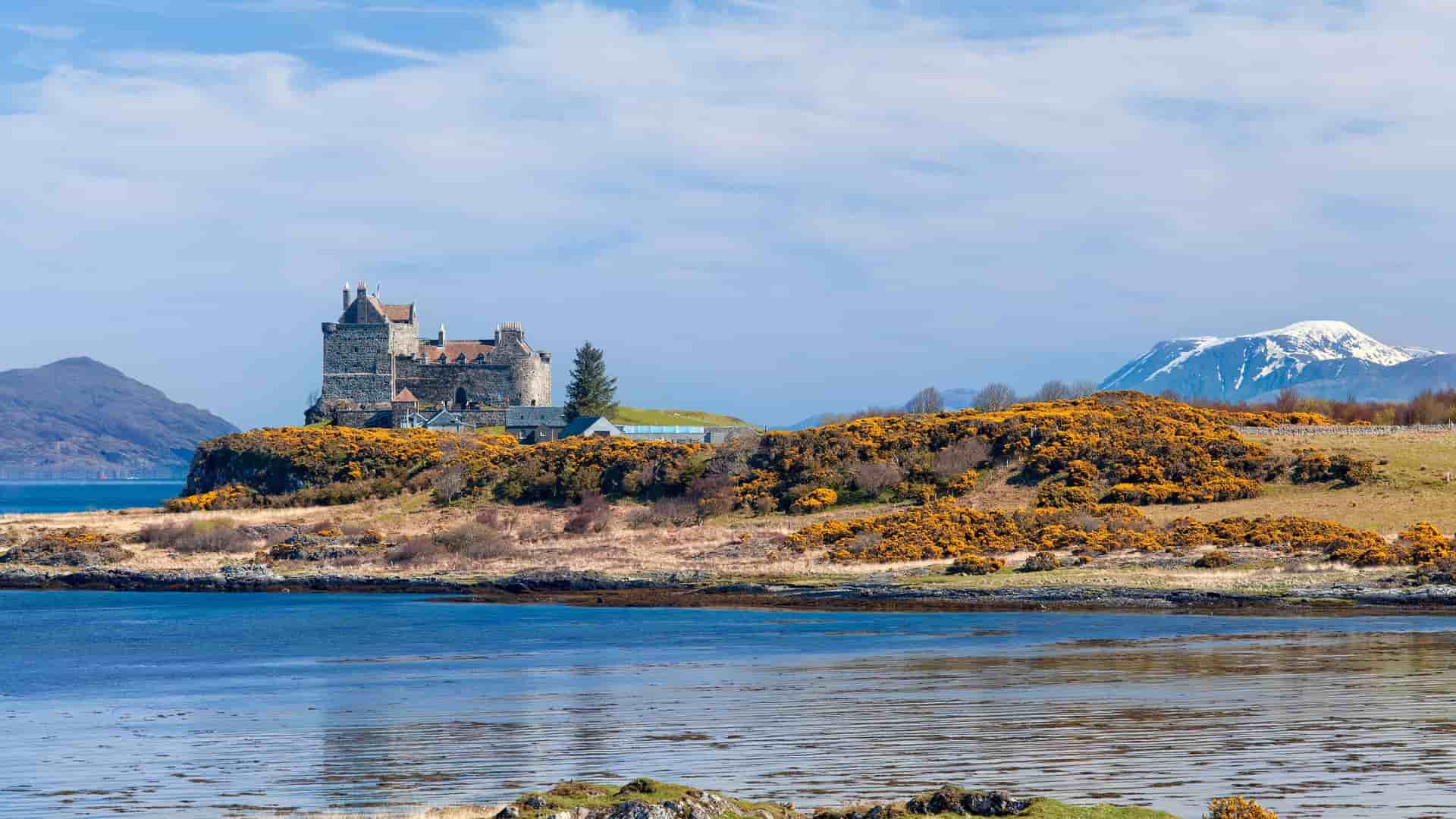 A historic Duart Castle on the Isle of Mull, Scotland, with a dramatic snow-capped mountain in the distance and yellow flowering gorse bushes in the foreground.