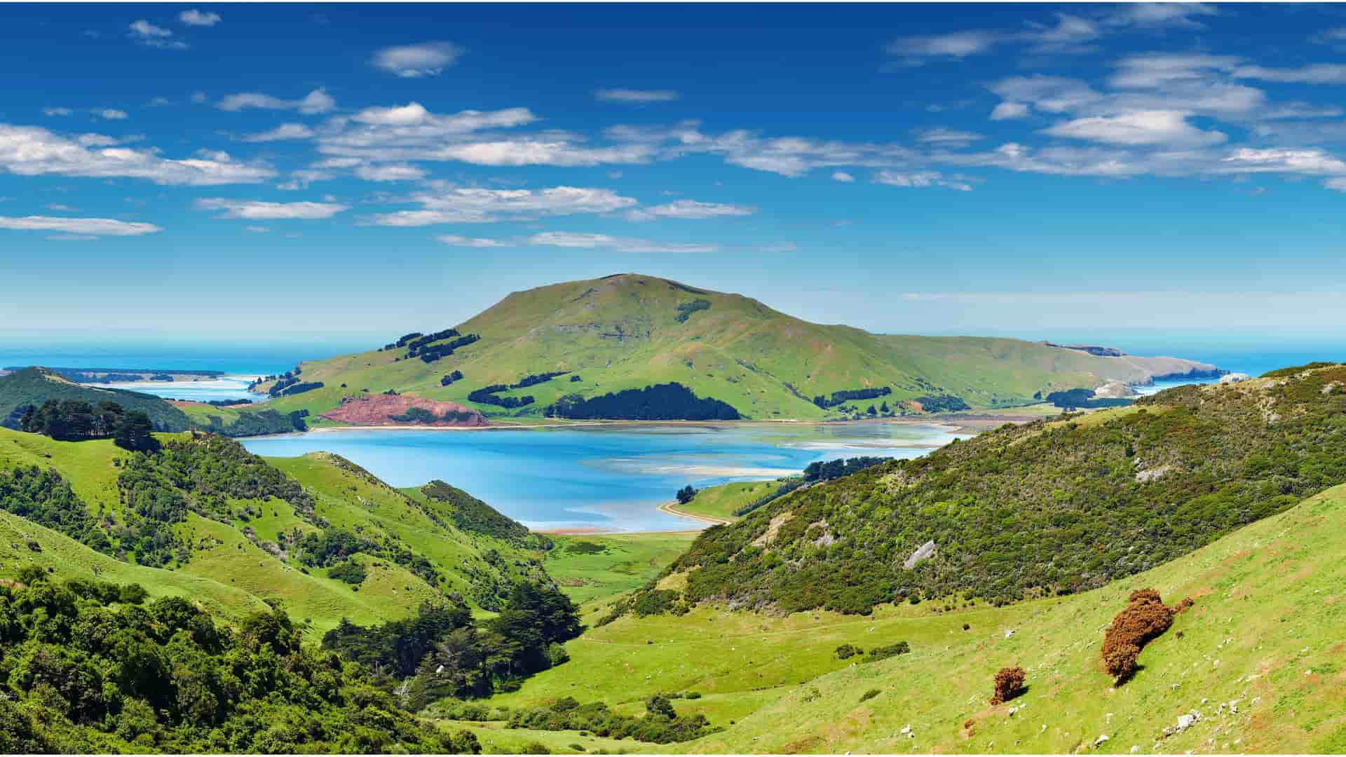 A panoramic view of the Otago Peninsula near Dunedin, New Zealand, showcasing a vast, calm blue harbor surrounded by vibrant green, rolling hills under a bright blue sky.