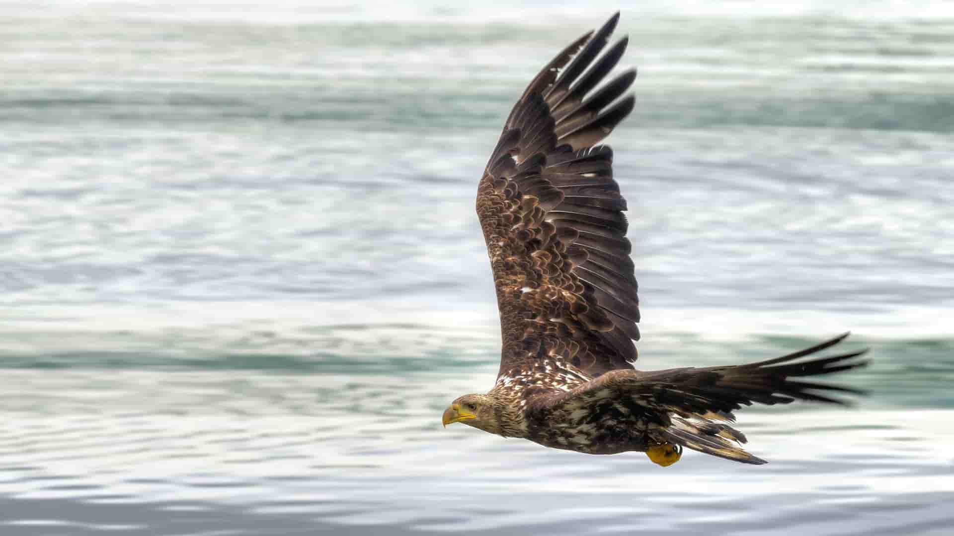 A powerful White-tailed eagle in flight over the waters of Dutch Harbor, Alaska, with its large wings fully extended, scanning the surface for its next meal.