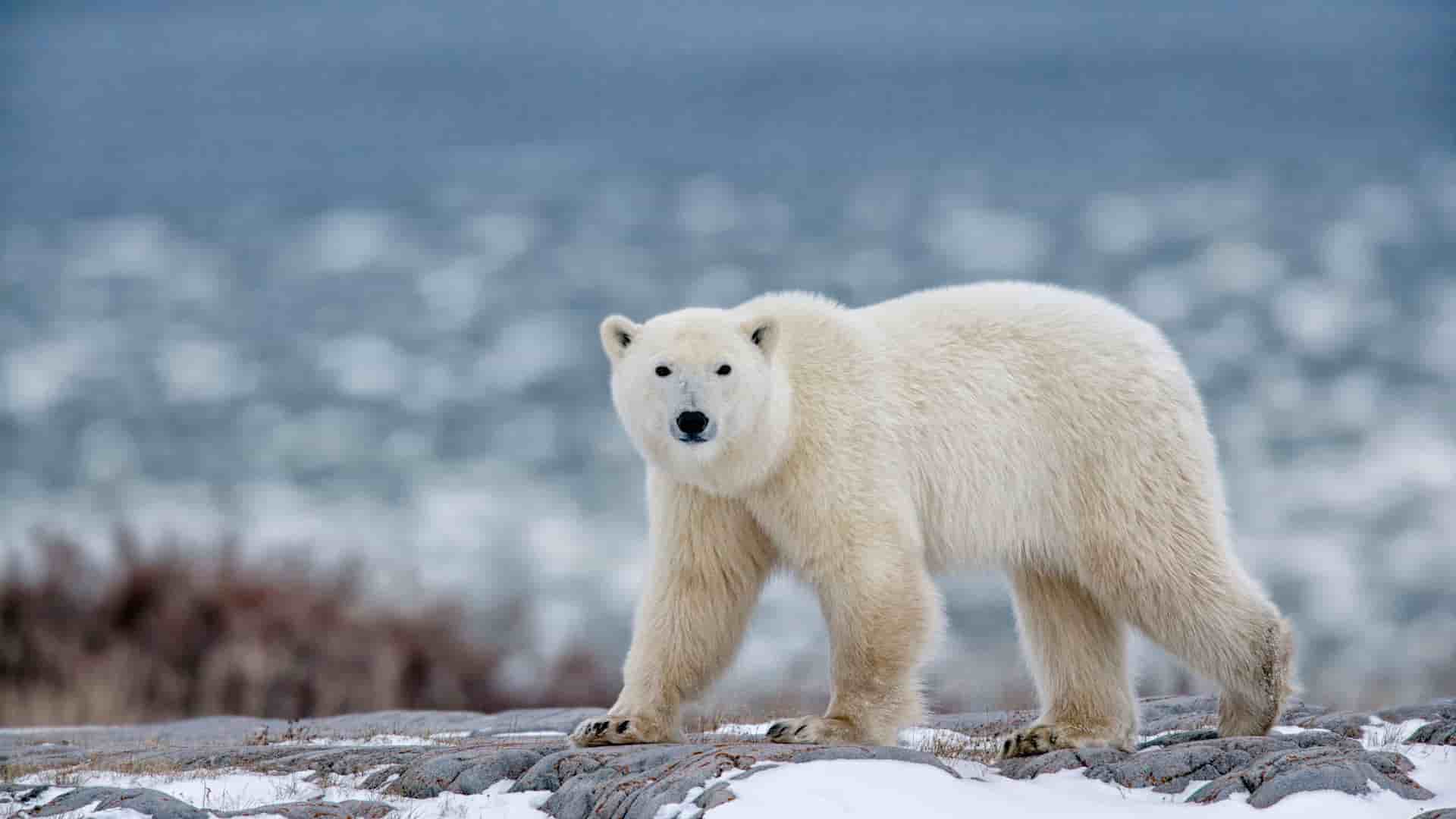 "A stunning close-up of a large white polar bear walking on a snow-covered rocky landscape with a calm blue ocean filled with ice in the background, on Ellesmere Island, Canada. "