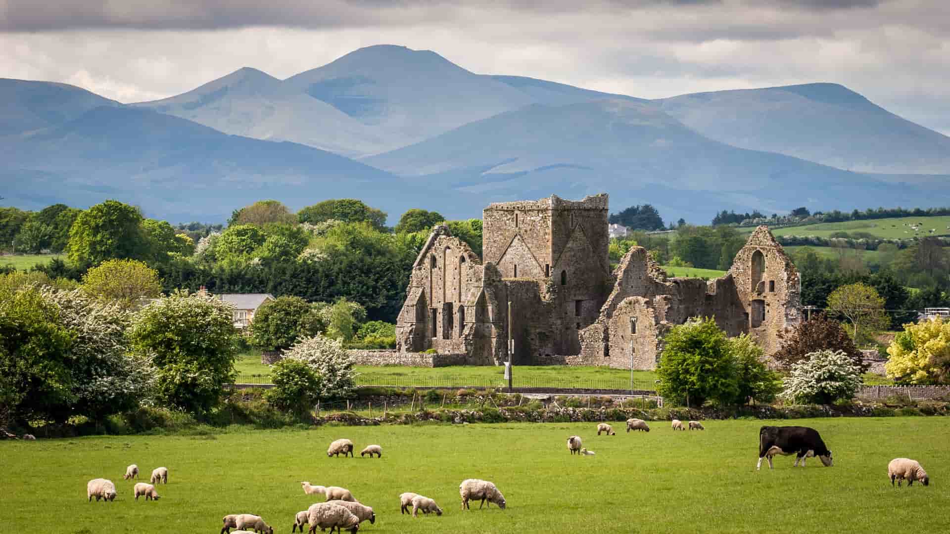 A picturesque Irish countryside landscape featuring the ruins of a historic abbey with a flock of sheep grazing in a lush green field in the foreground, and mountains in the distance under a cloudy sky.