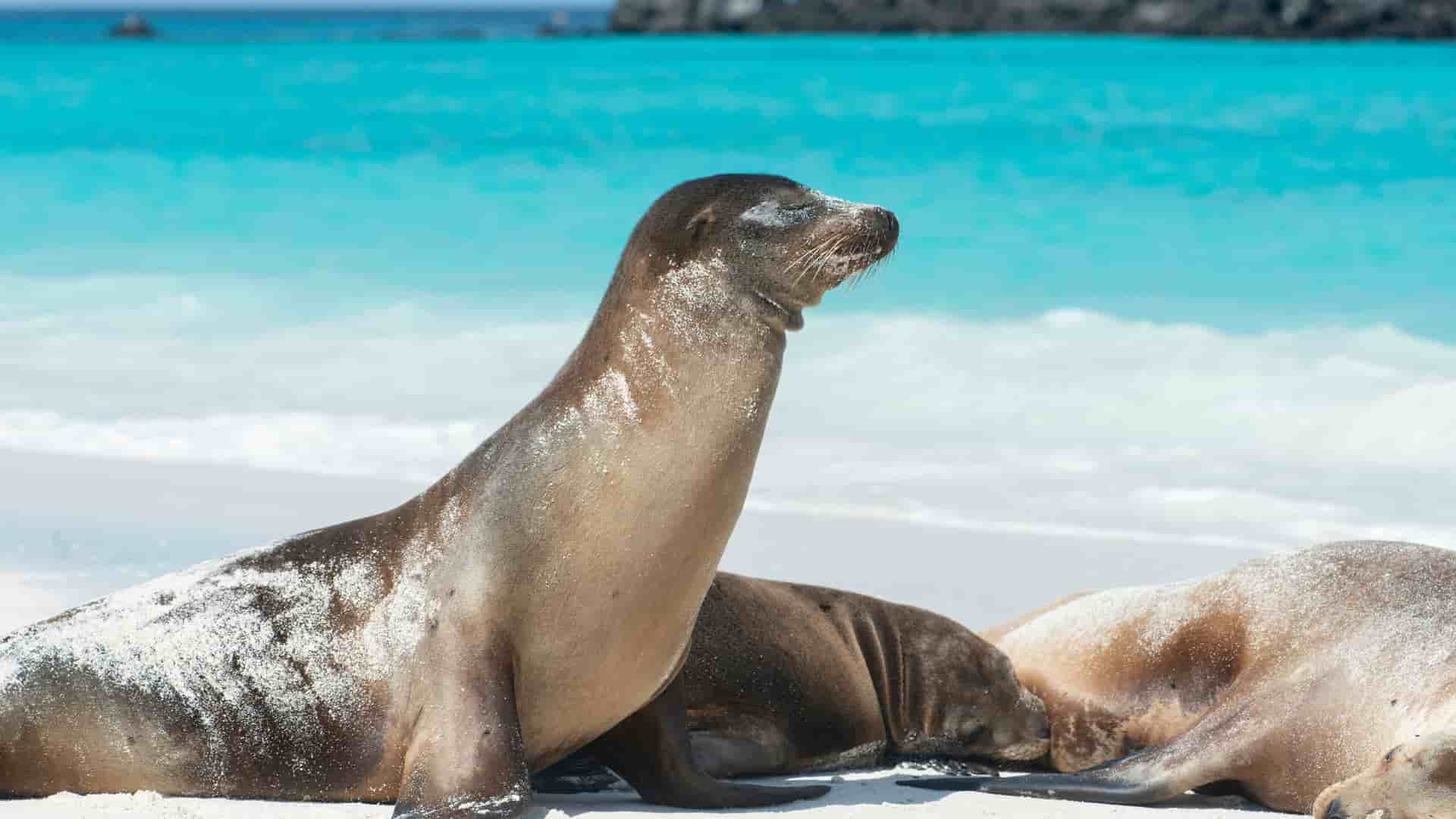 A close-up of a sea lion on the sandy shore of Gardner Bay, Española Island, in the Galapagos Islands, with the stunning turquoise water of the bay and a white-sand beach in the background.