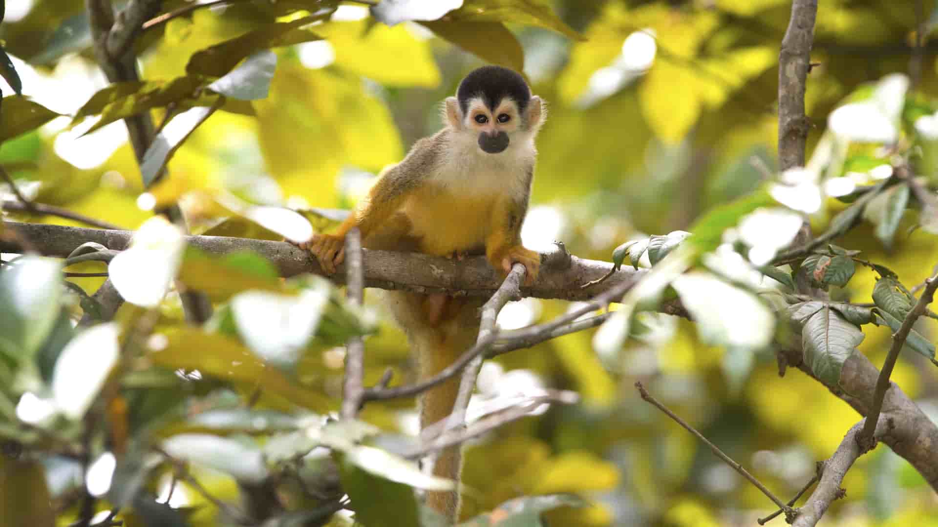 A close-up of a small, adorable squirrel monkey with a black cap and a light brown body, perched on a tree branch surrounded by lush, yellow-green leaves.
