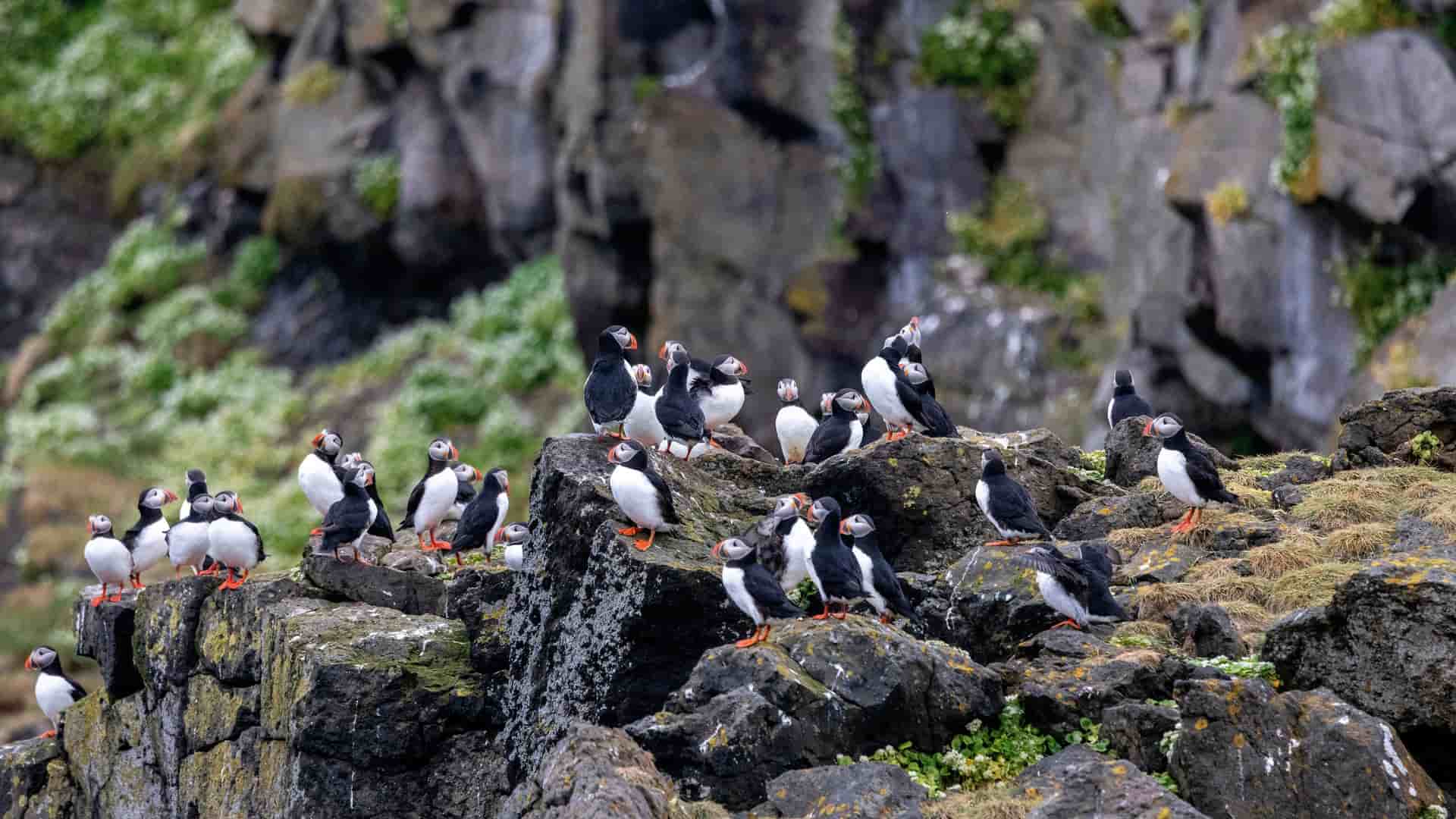 A large colony of Atlantic puffins, with their colorful beaks and feet, perched on the rocky cliffs and grassy terrain of Grimsey Island, Iceland.