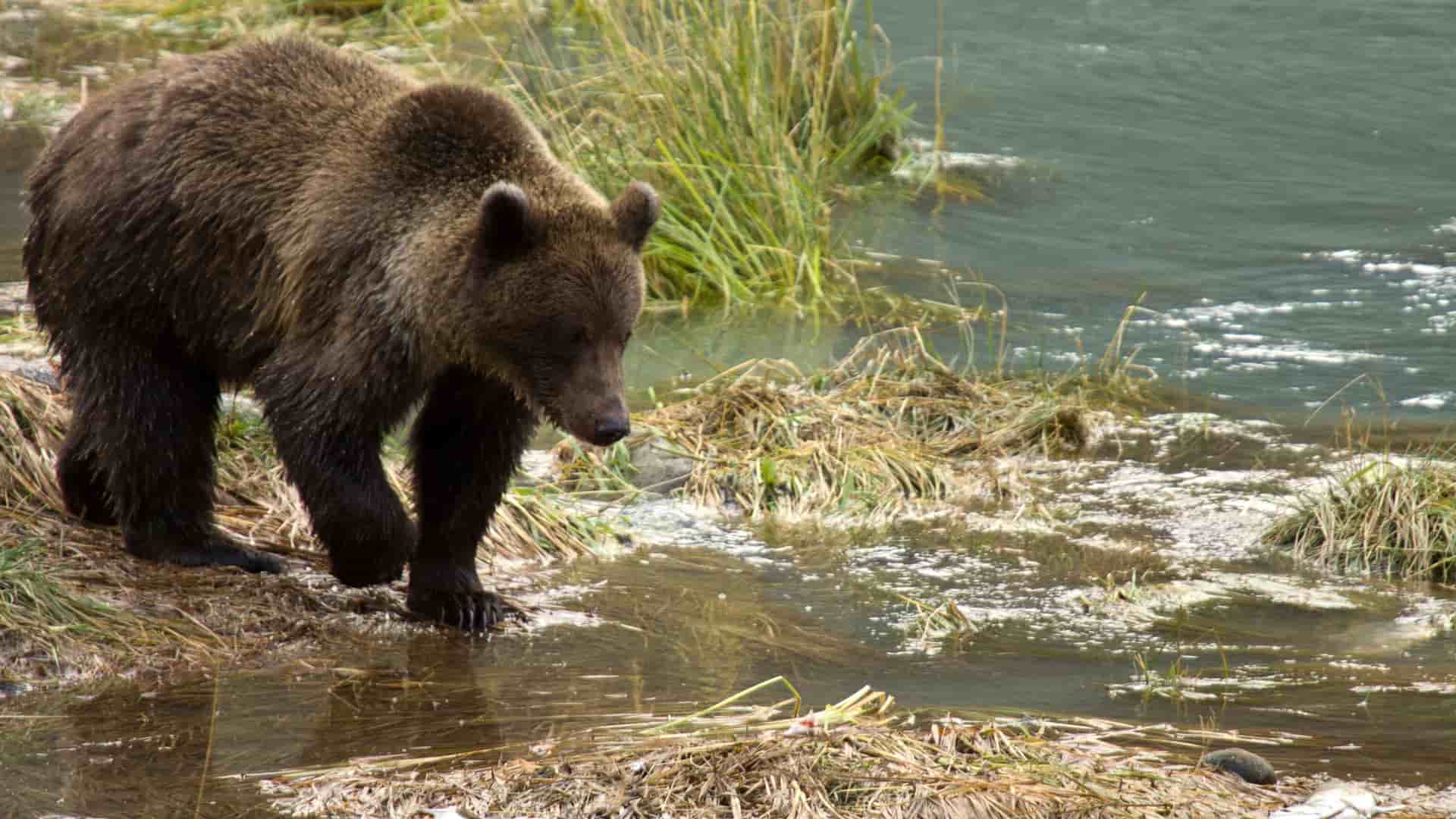 A grizzly bear stands at the edge of a shallow river in Haines, Alaska, with tall green grass and a rocky shoreline in the background.