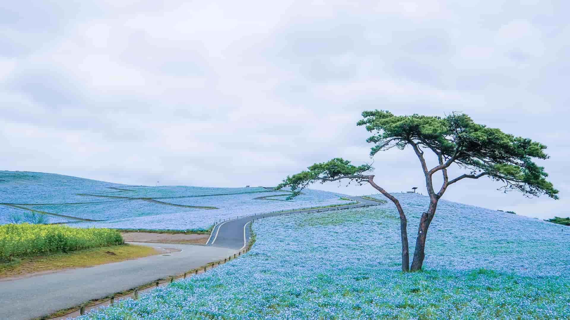 A stunning landscape in Hitachinaka, Japan, featuring a hill covered in a vibrant field of blue flowers, with a winding path and a solitary tree in the foreground.