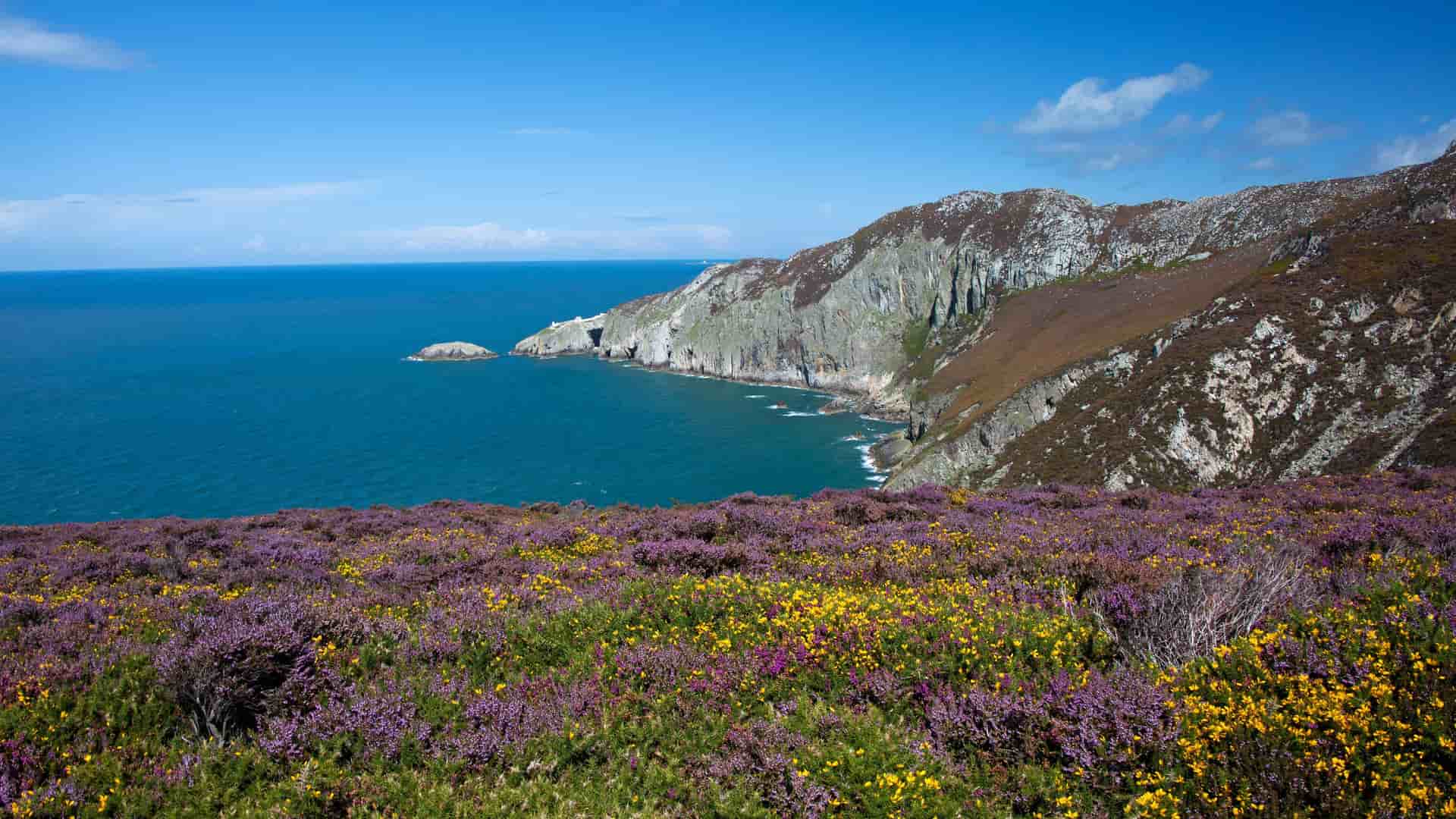 A panoramic view of the rugged coastline of Holyhead, Wales, with a cliff face descending into the turquoise sea, and a foreground of vibrant purple and yellow wildflowers.