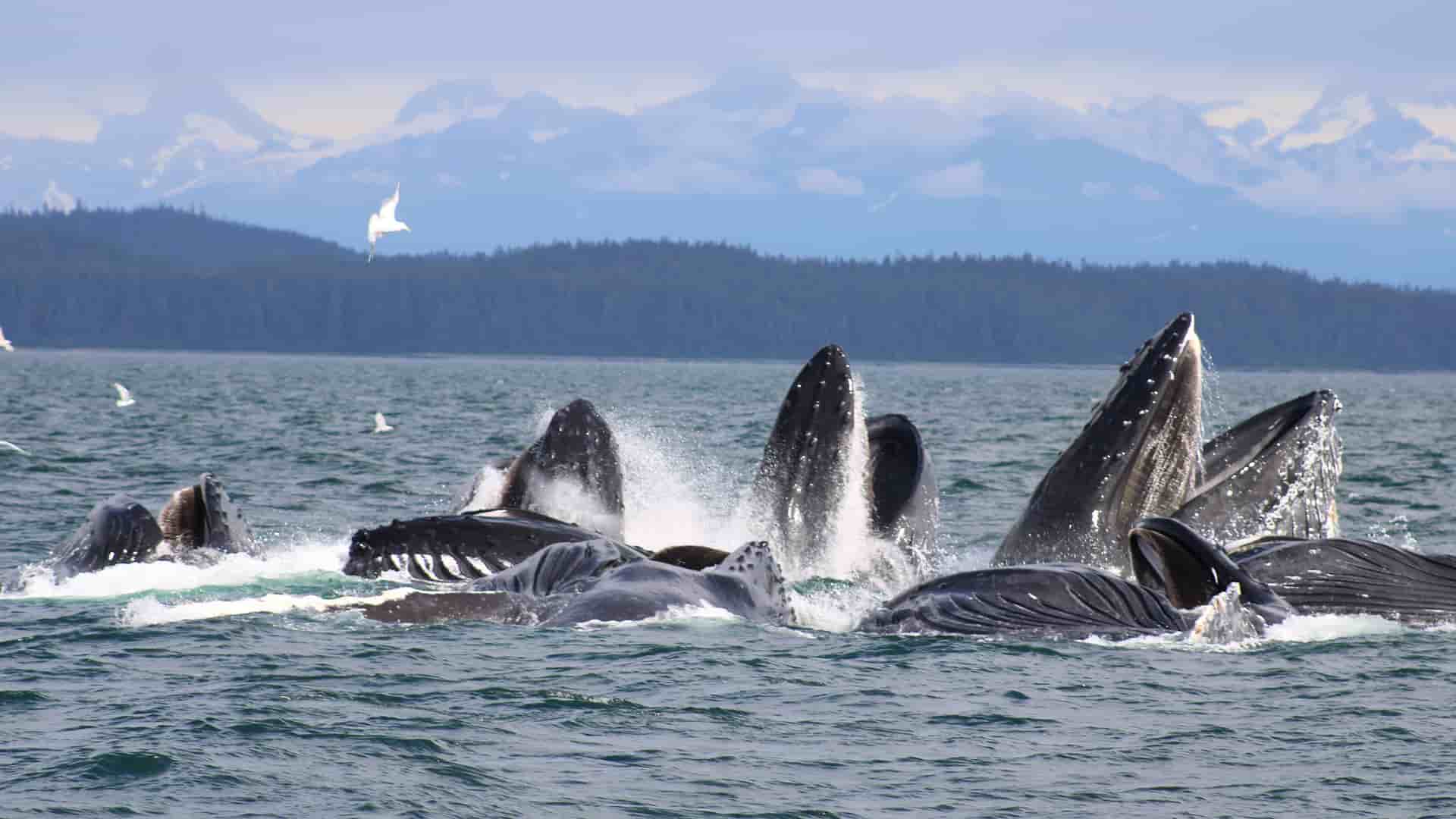"A stunning moment of bubble-net feeding in the Icy Strait, Alaska, with several humpback whales surfacing with their mouths wide open to catch fish, with the scenic mountains in the distance.  "