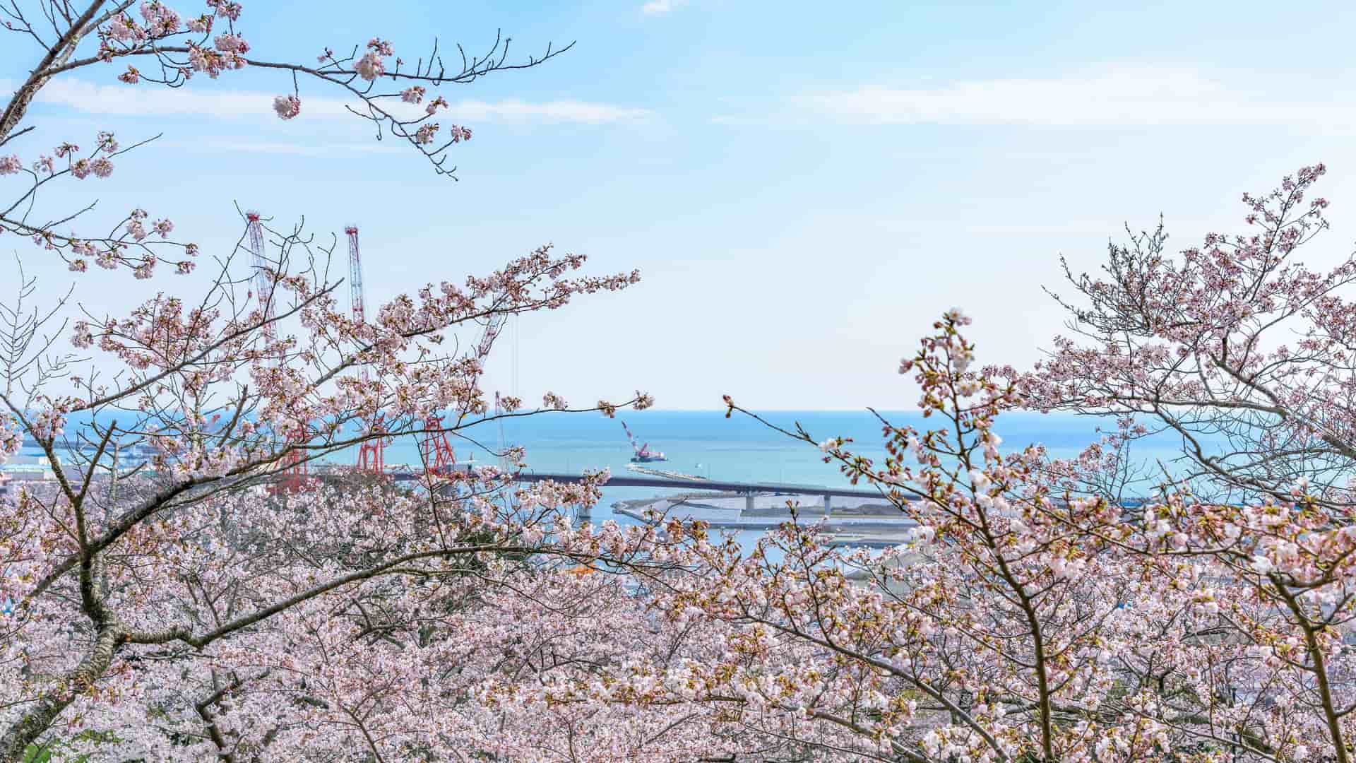 A stunning view of Ishinomaki harbor and the ocean, framed by delicate pink cherry blossom trees in full bloom against a clear blue sky.