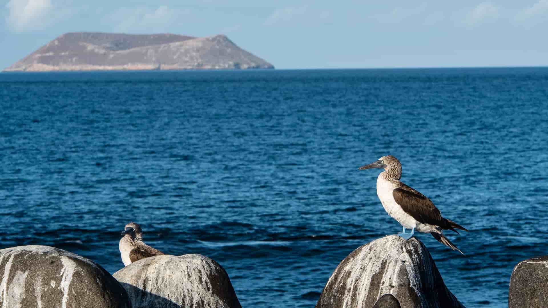 Two blue-footed boobies perched on a volcanic rock, a small island in the background, with the vast ocean stretching towards the horizon.