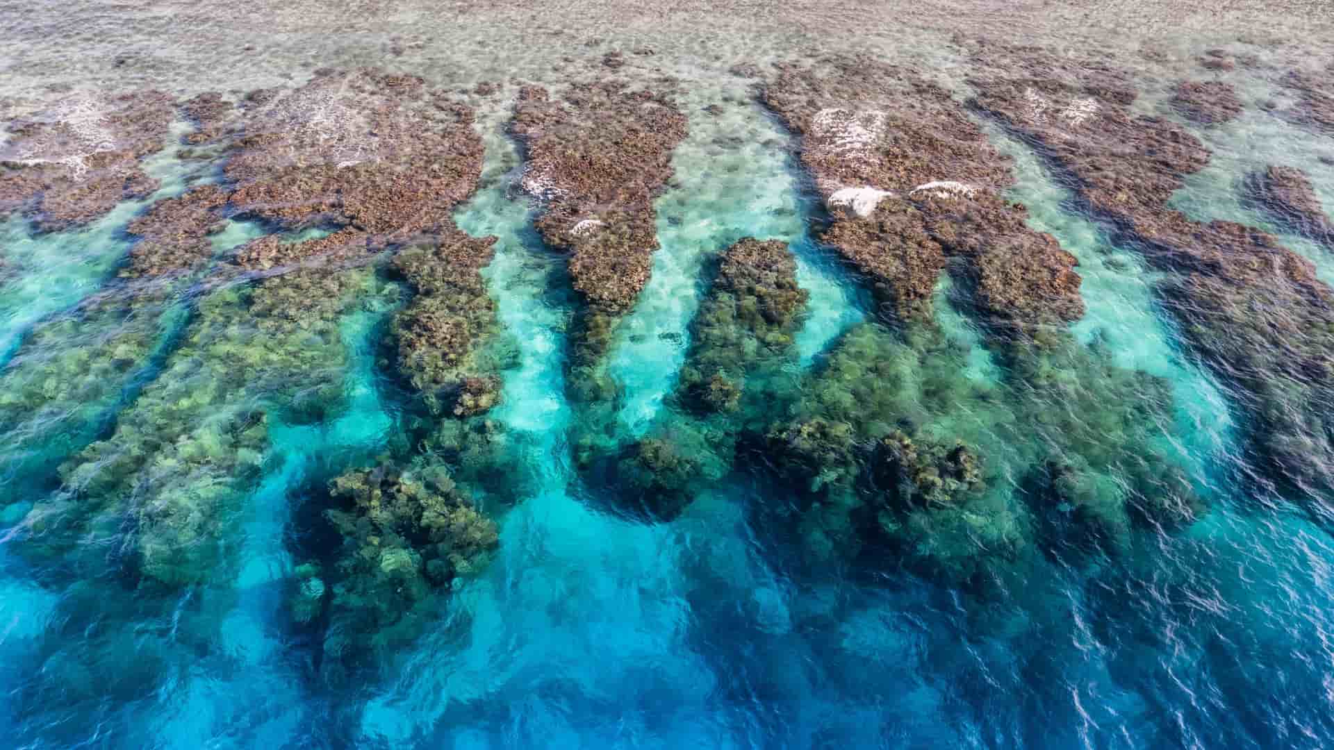 A stunning aerial view of a coral reef system just beneath the surface of the incredibly transparent, turquoise waters off the coast of Utila Island, Honduras. The image showcases the detailed, intricate structure of the reef and coral canyons, which are part of the Mesoamerican Barrier Reef, set against the bright, shallow Caribbean Sea.