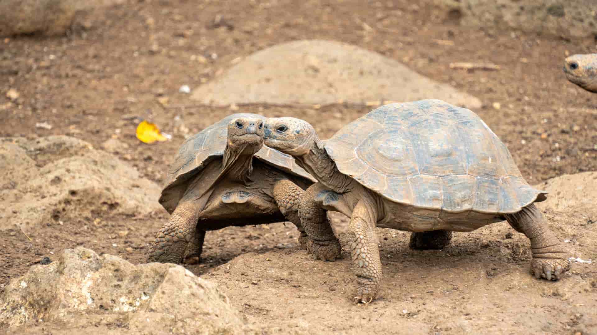 Two magnificent giant Galapagos tortoises facing each other at Galapaguera, a breeding center on Isla San Cristobal, showcasing their ancient shells and textured skin.