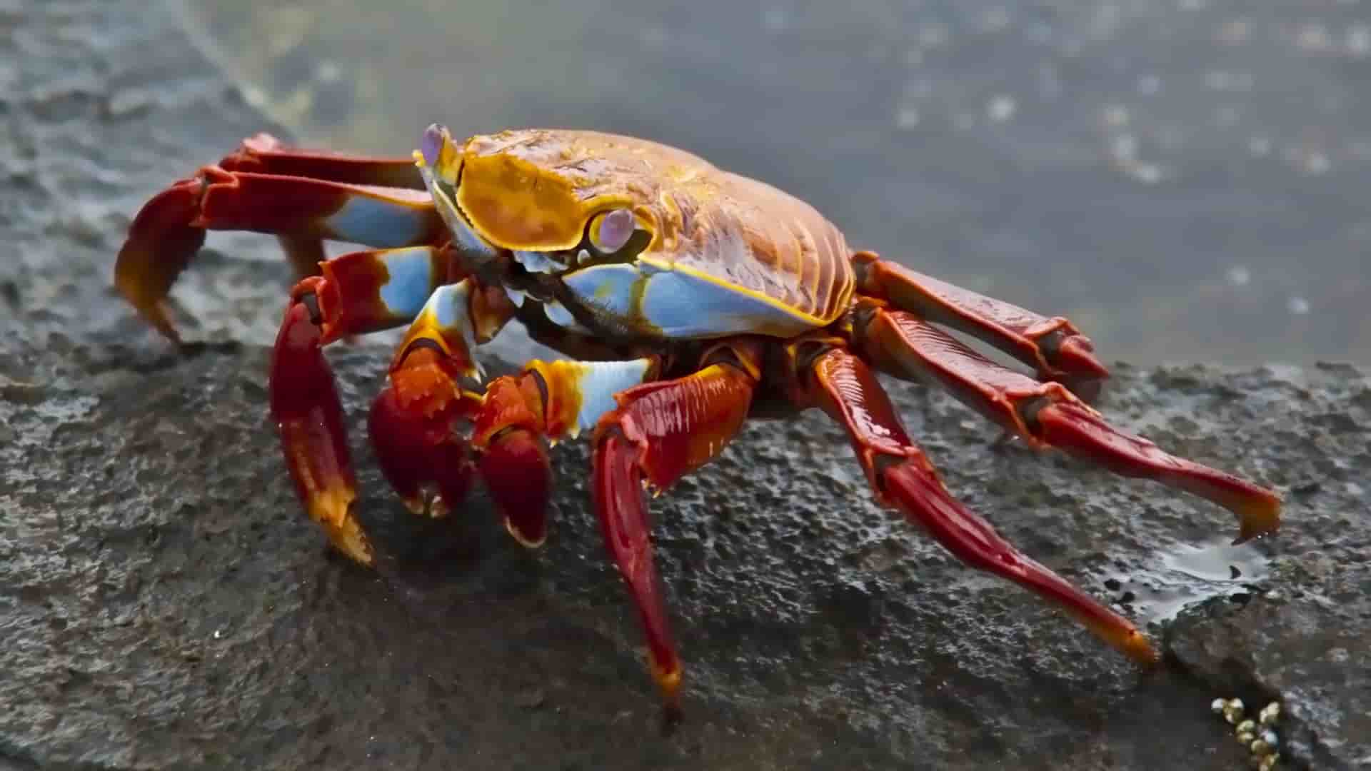 A detailed close-up of a vibrant, colorful Sally Lightfoot crab, with its bright red legs and blue and orange body, resting on a wet volcanic rock.