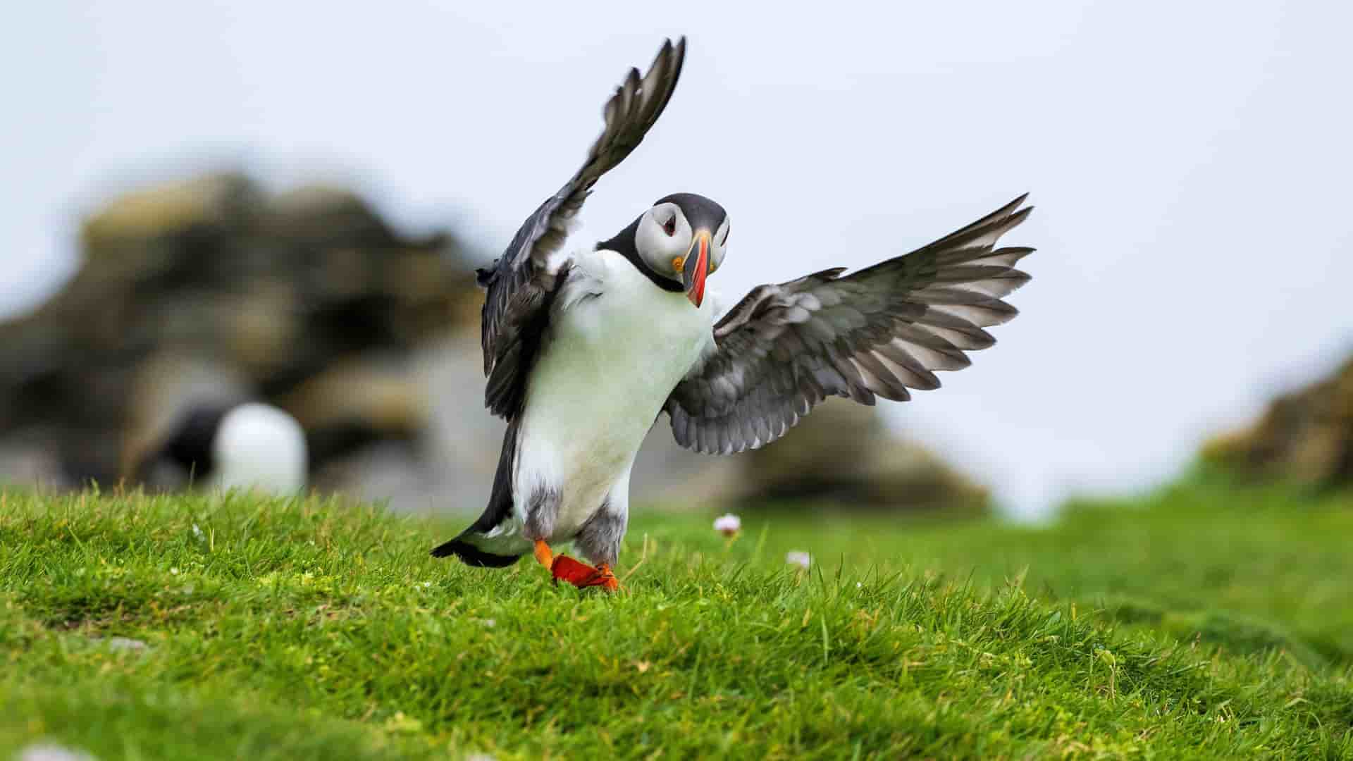 A playful puffin with outstretched wings and a vibrant beak, landing on a grassy cliff on the Isle of Noss, part of the Shetland Islands.