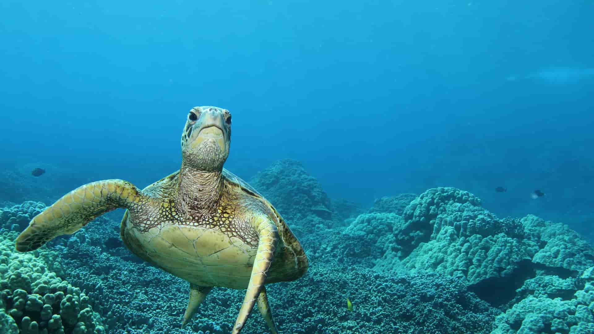 A stunning underwater close-up of a large green sea turtle swimming toward the camera, surrounded by coral reefs in the clear blue waters off Kailua-Kona, Hawaii.