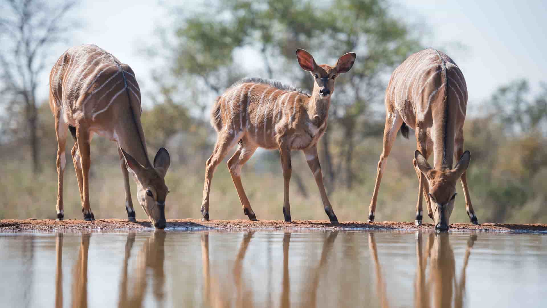 "A trio of Nyala antelopes, two adults and one young calf, drinking from a watering hole, with their reflections visible in the still water at the Karongwe Private Game Reserve in South Africa.  "