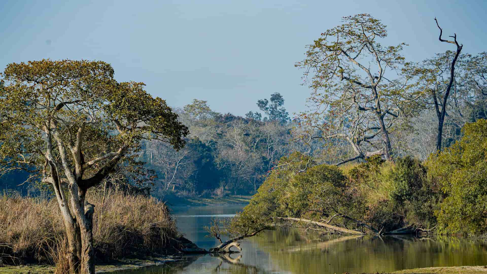 "A scenic and tranquil shot of a river flowing through the lush green landscape of Kaziranga National Park in Assam, India, with tall trees and thick vegetation along its banks.  "