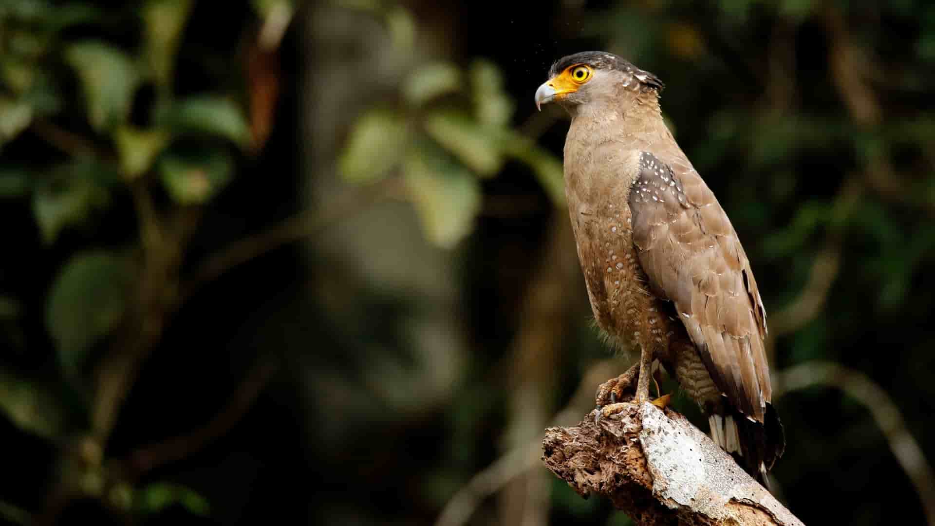 A crested serpent eagle with bright yellow eyes perches on a bare branch near the Kinabatangan River, Malaysia.
