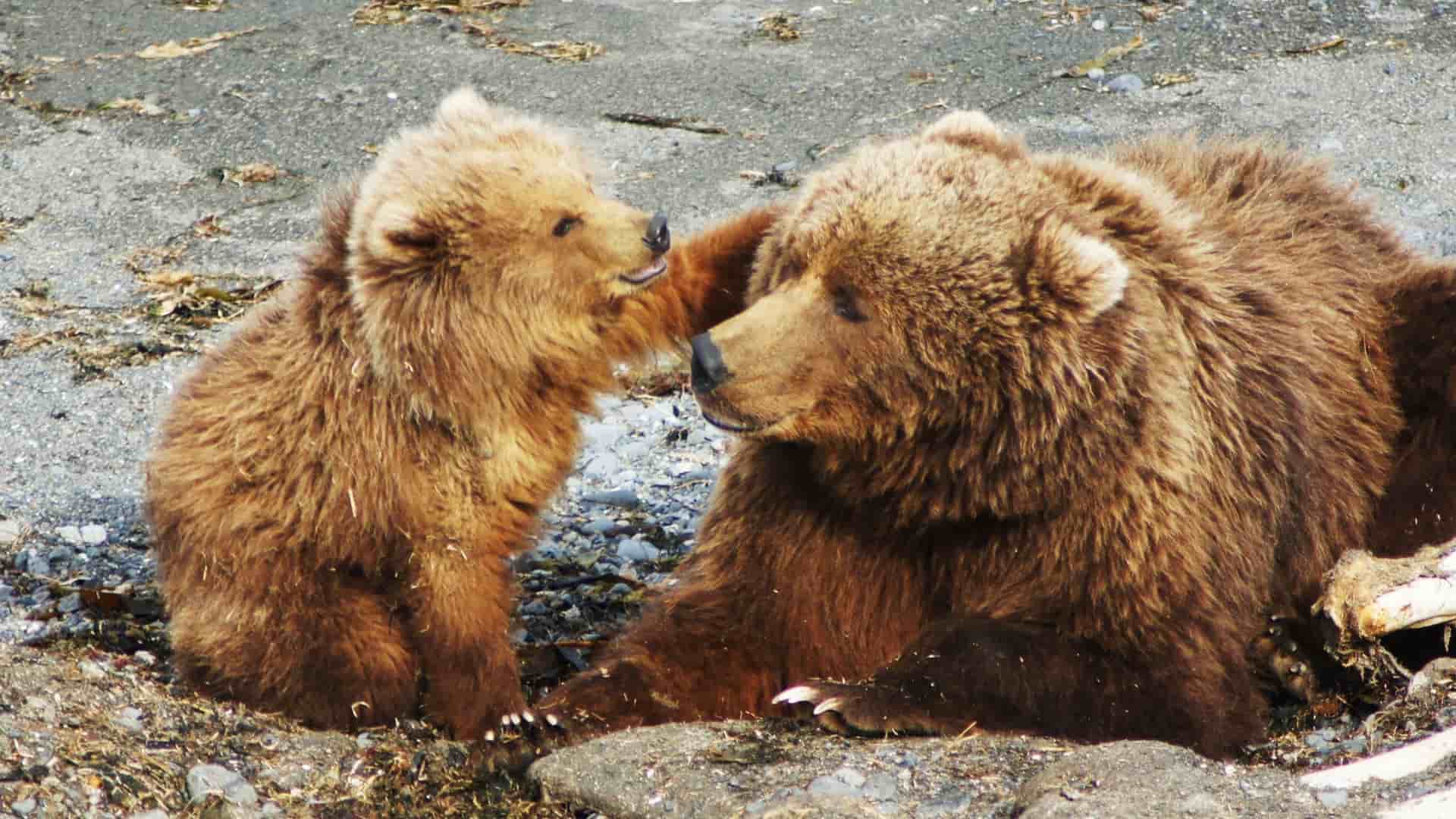 A tender moment between a large Kodiak bear and its cub, with the cub nudging its mother's face in a natural, rocky environment on Kodiak Island, Alaska.